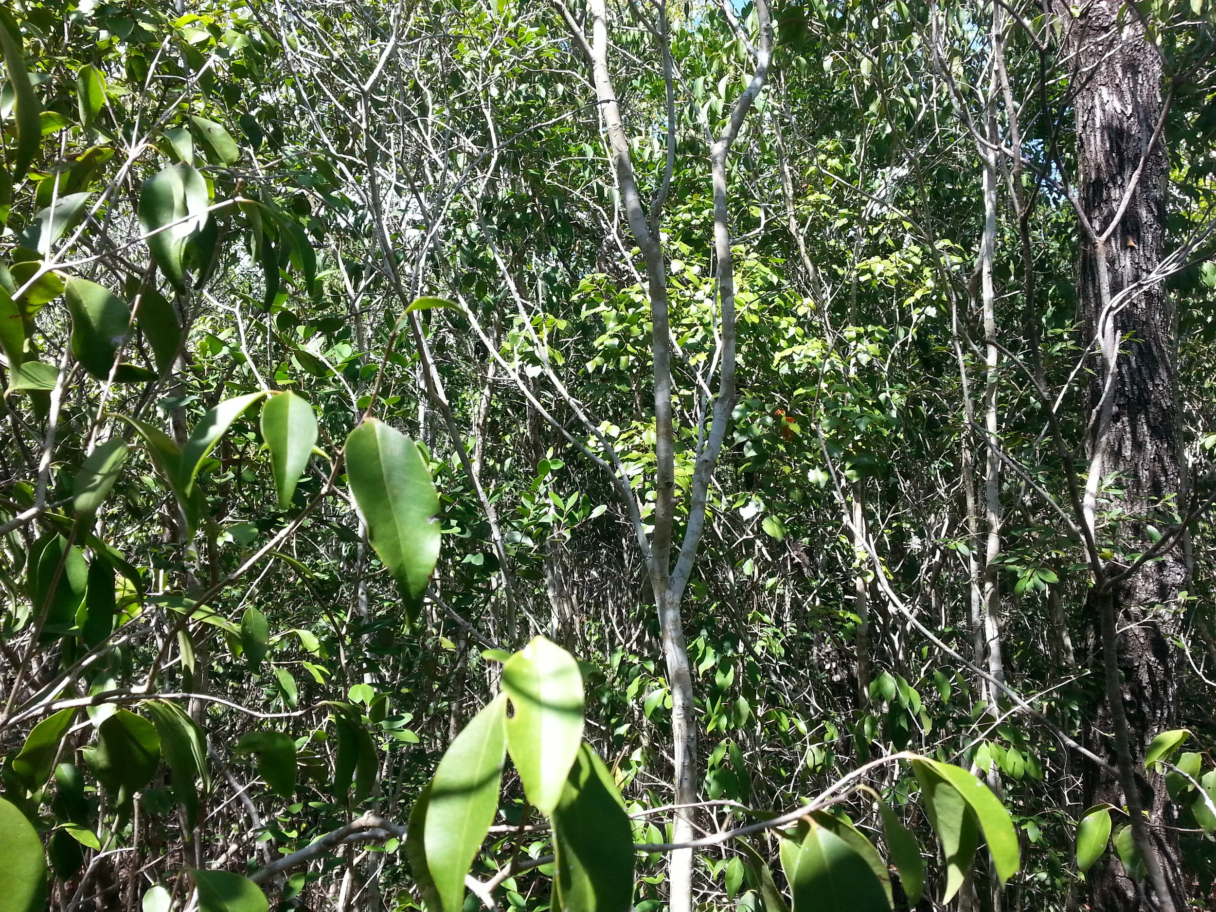 torch_forest.jpg