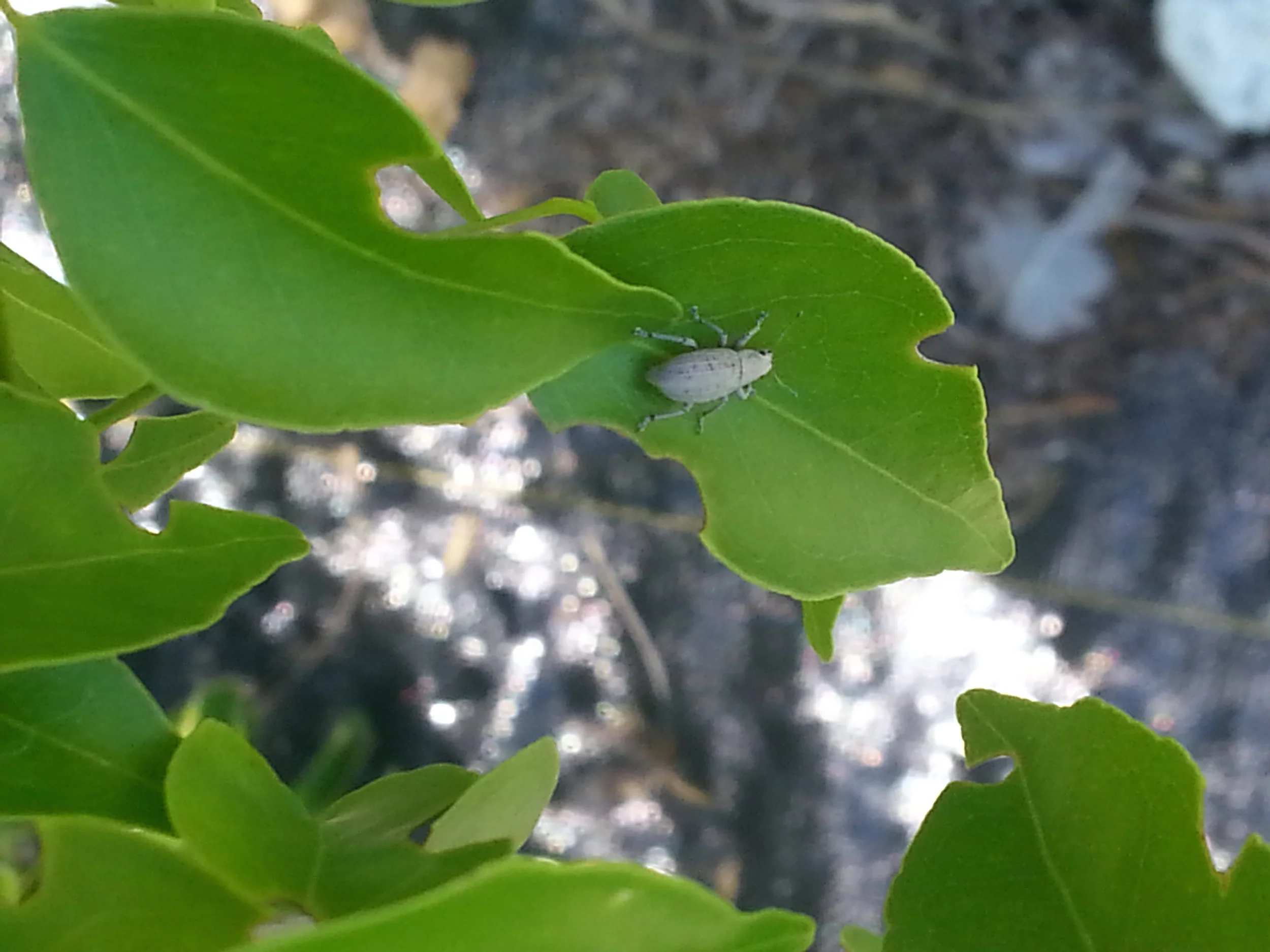 Weevil_torch.jpg