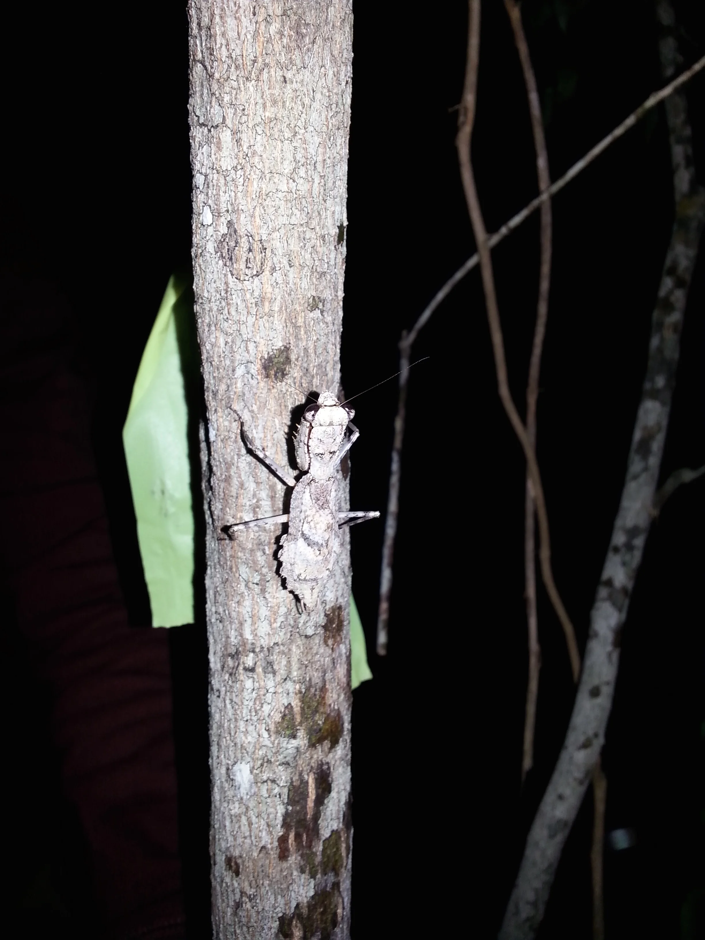EK_Praying_Mantis.jpg