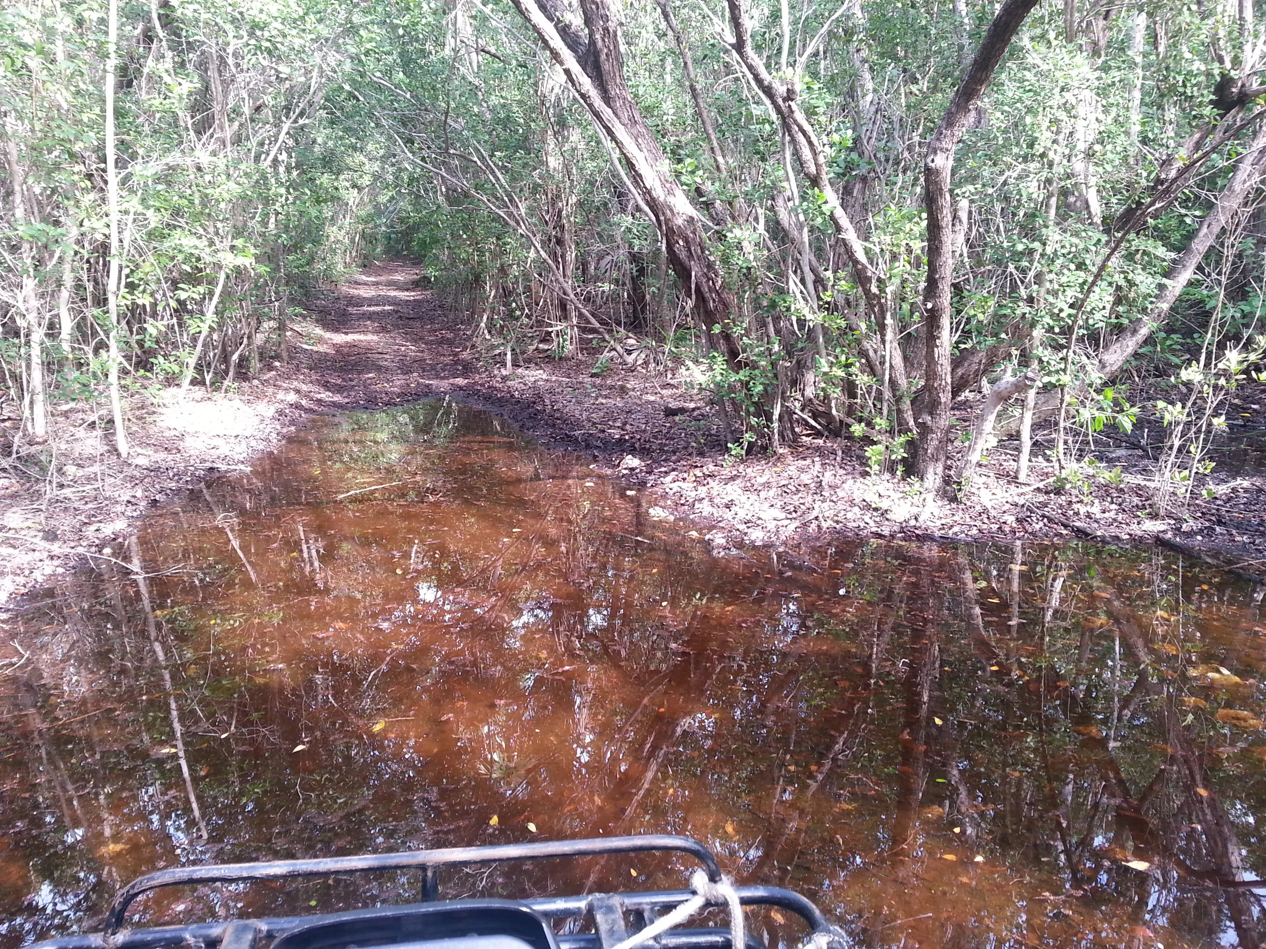 High_tide_forest.jpg