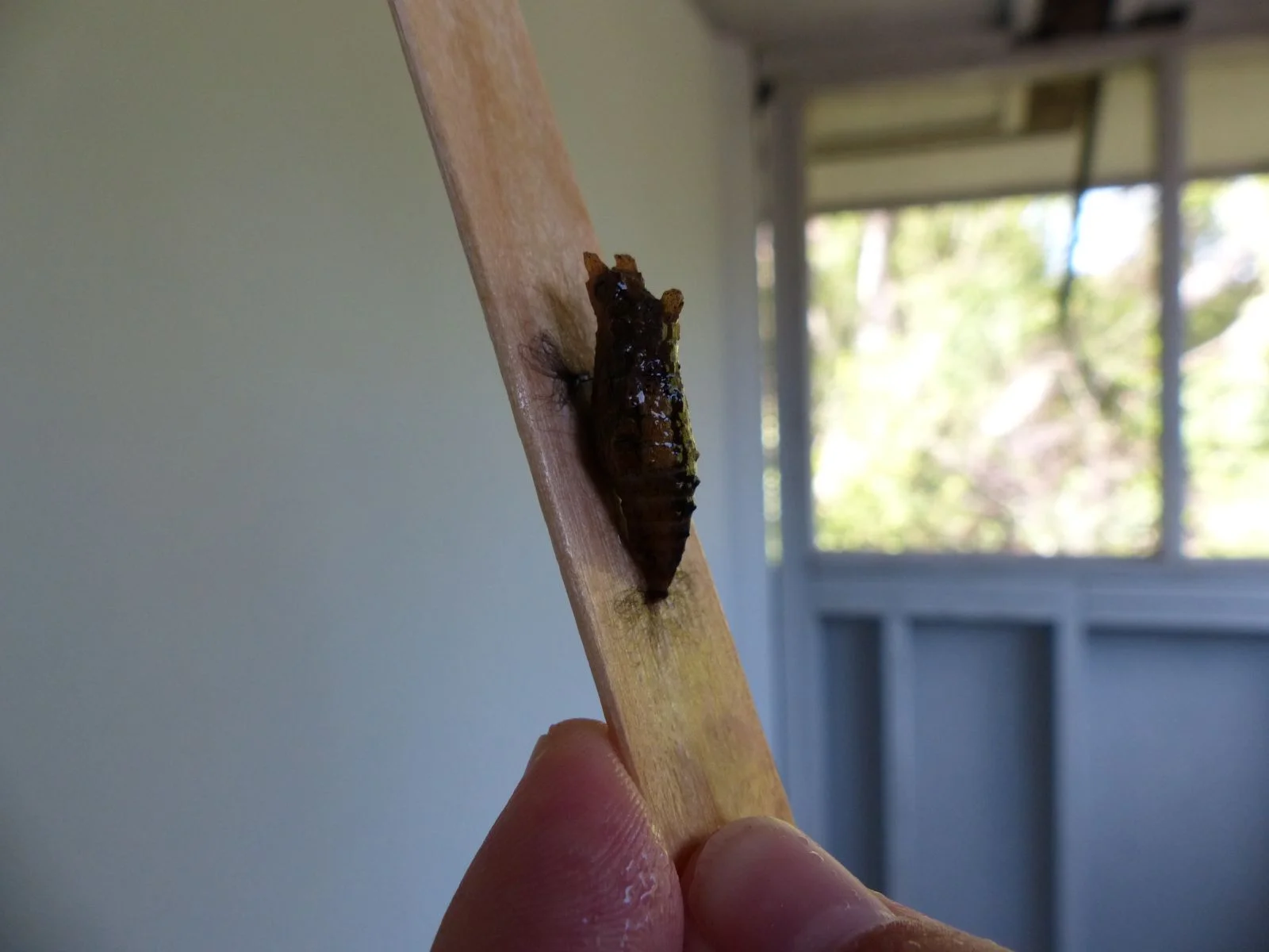 5-28-14 Elliot Key- Schaus' chrysalis.jpg
