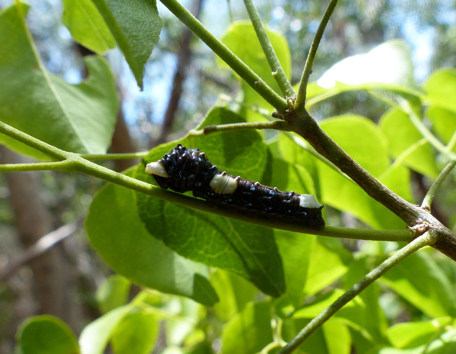 5-28-14 Elliot Key- Schaus' swallowtail larvae.jpg