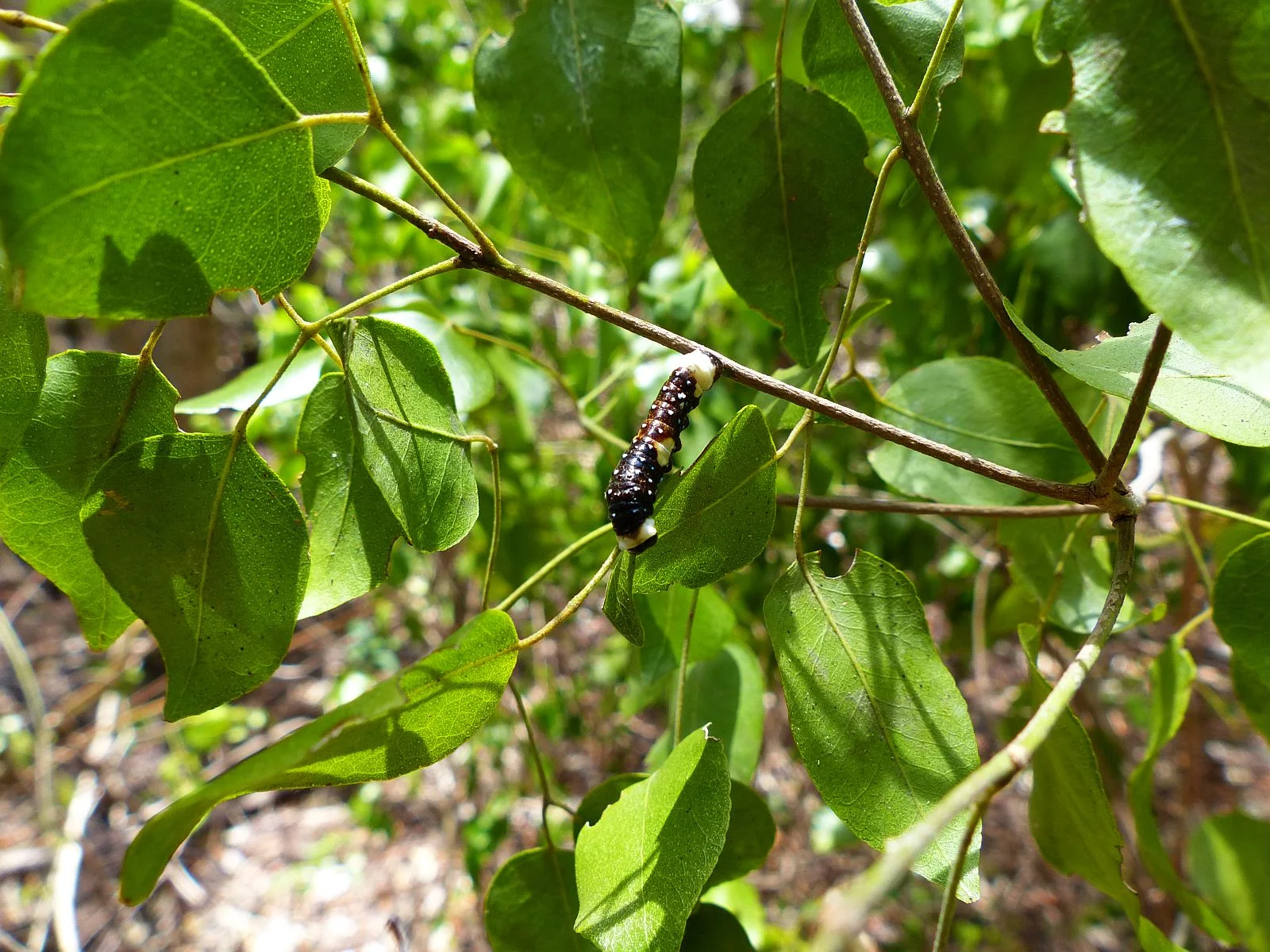 5-28-14 Elliot Key- Schaus' swallowtail larvae 2.jpg