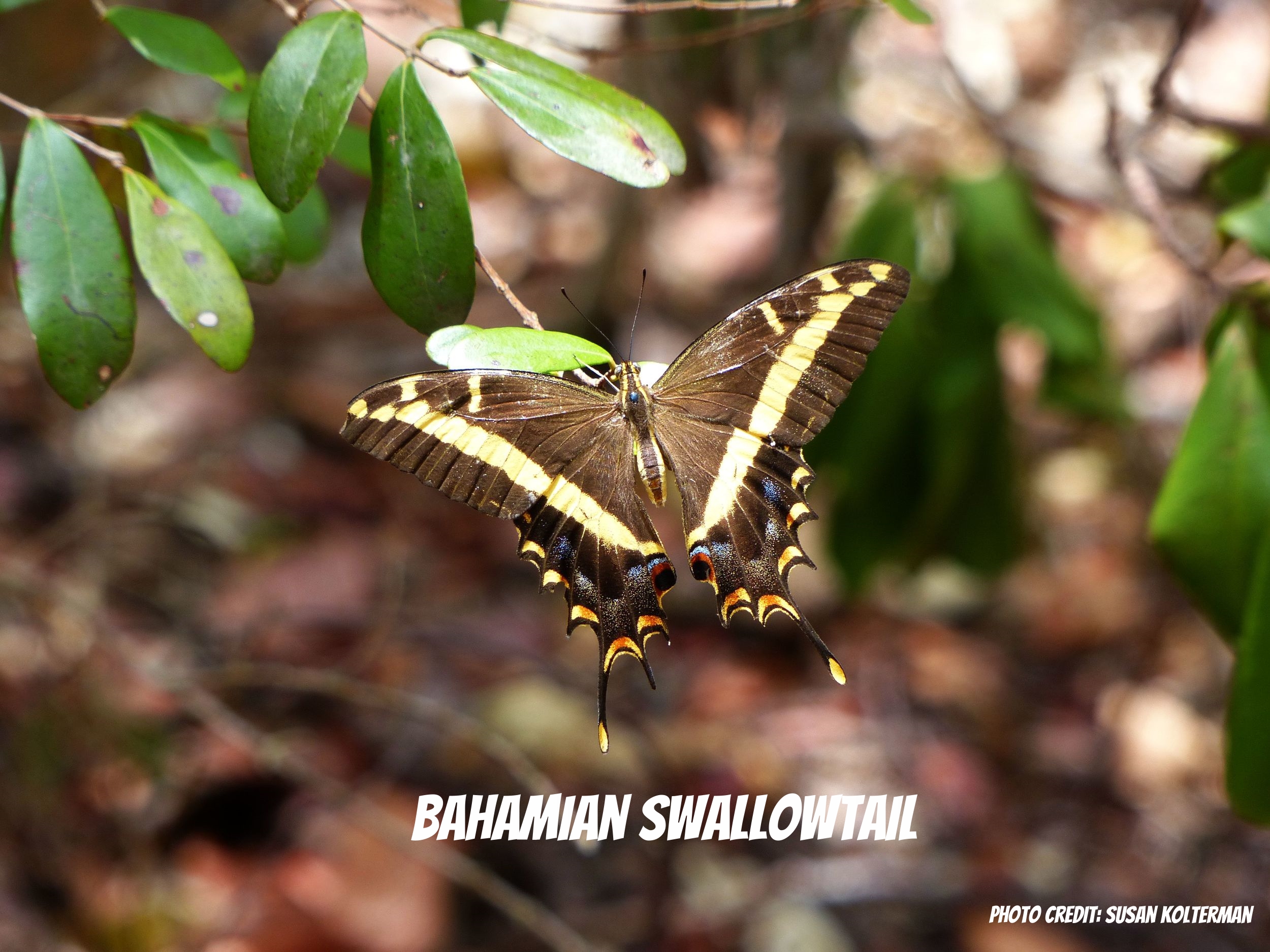 5-28-14 Elliot Key- Bahamian swallowtail.jpg