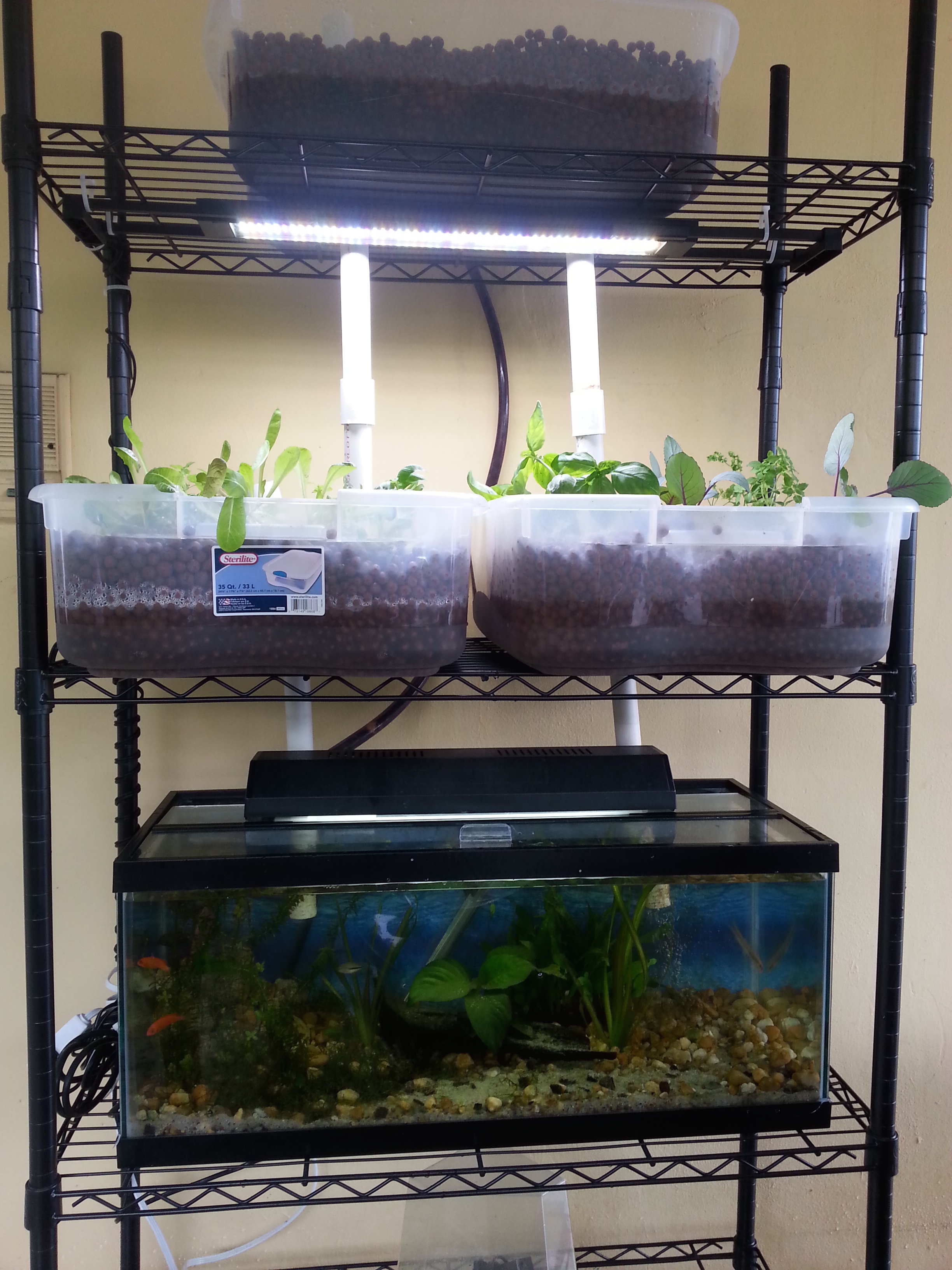 aquaponic_pic.jpg