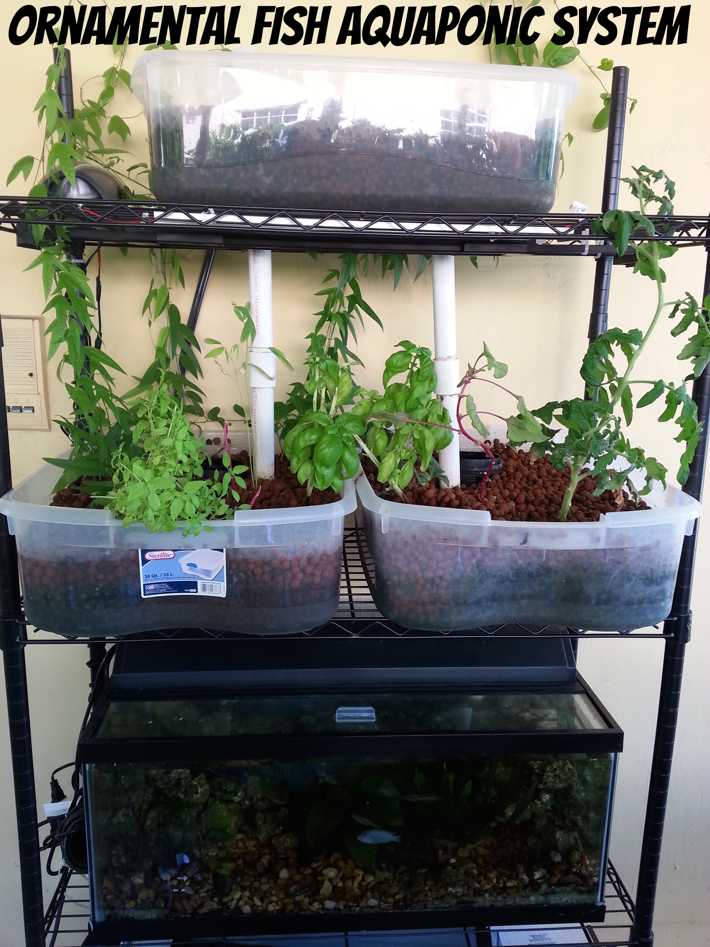 aquaponics_home.jpg