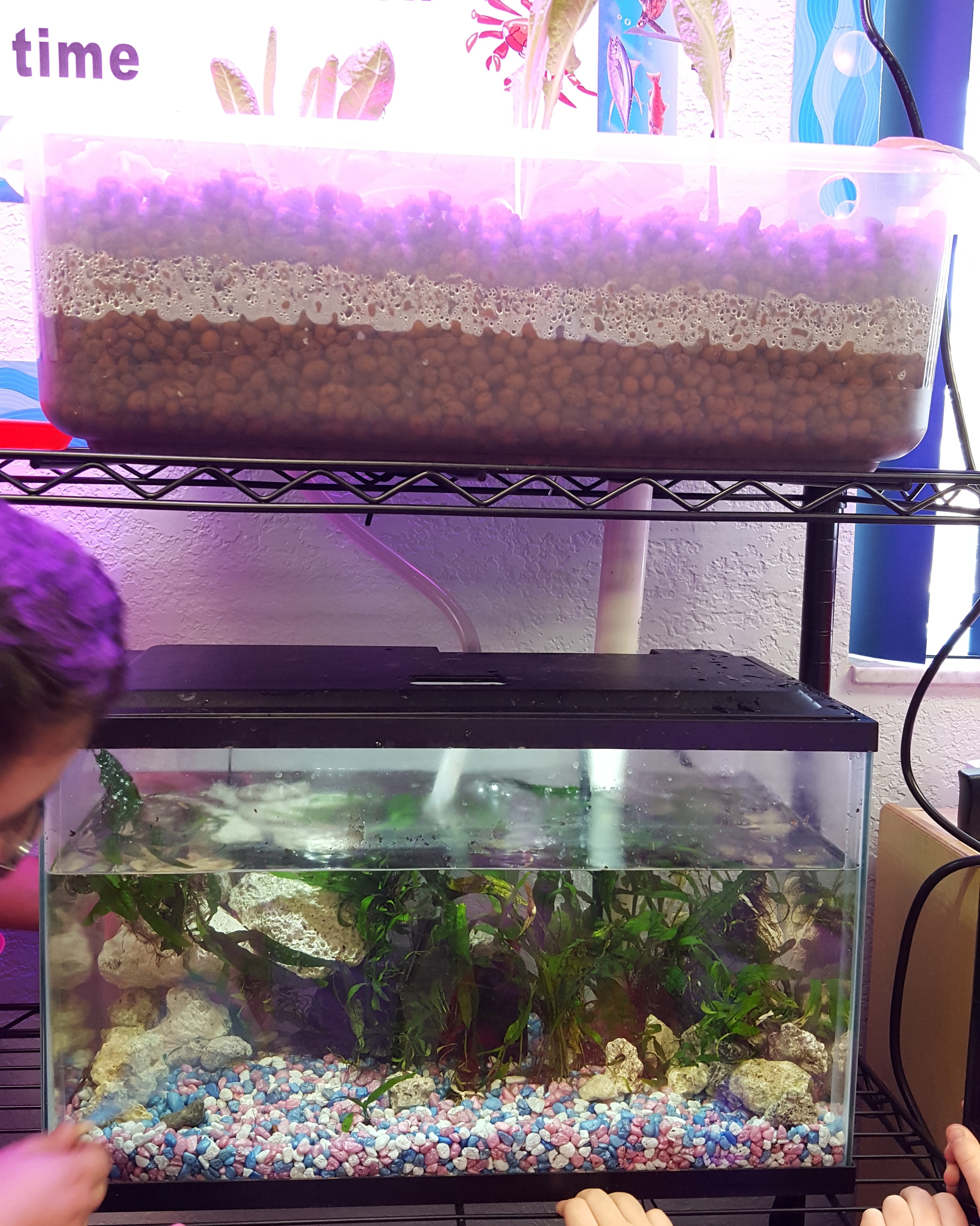 aquaponics finished system.jpg