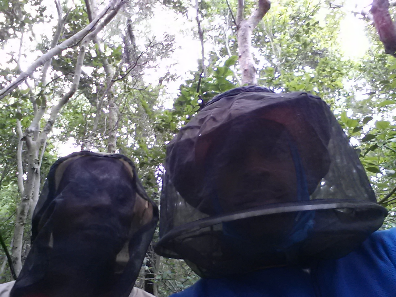 Subtropical dry forests at Elliott Key filter out the weak from the strong.
