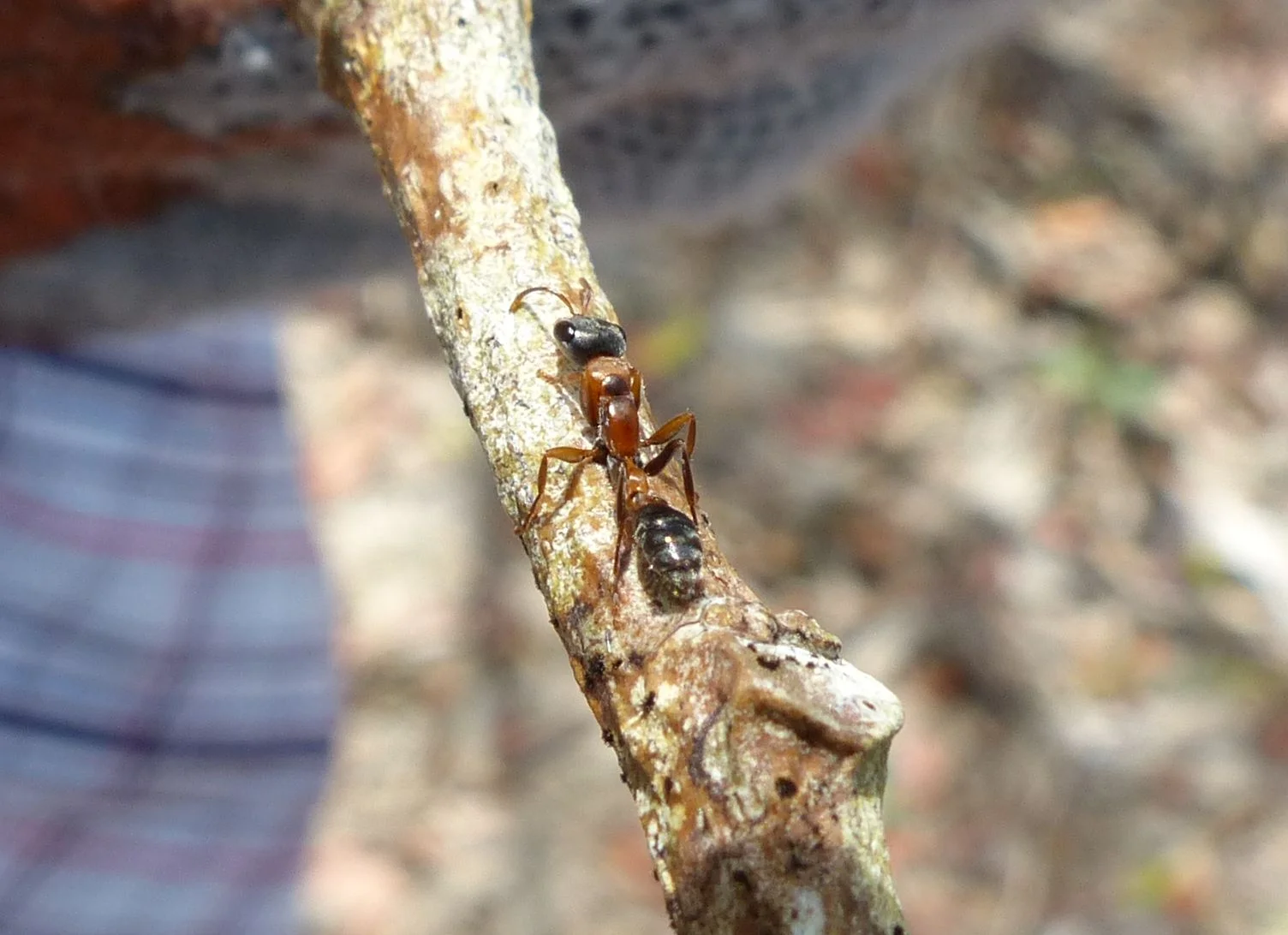 The Graceful Twig Ant ( Pseudomyrmex gracilis ) is also called the Elongate Twig Ant and Mexican Twig Ant. Link to more information about the elongate twig ant in Florida