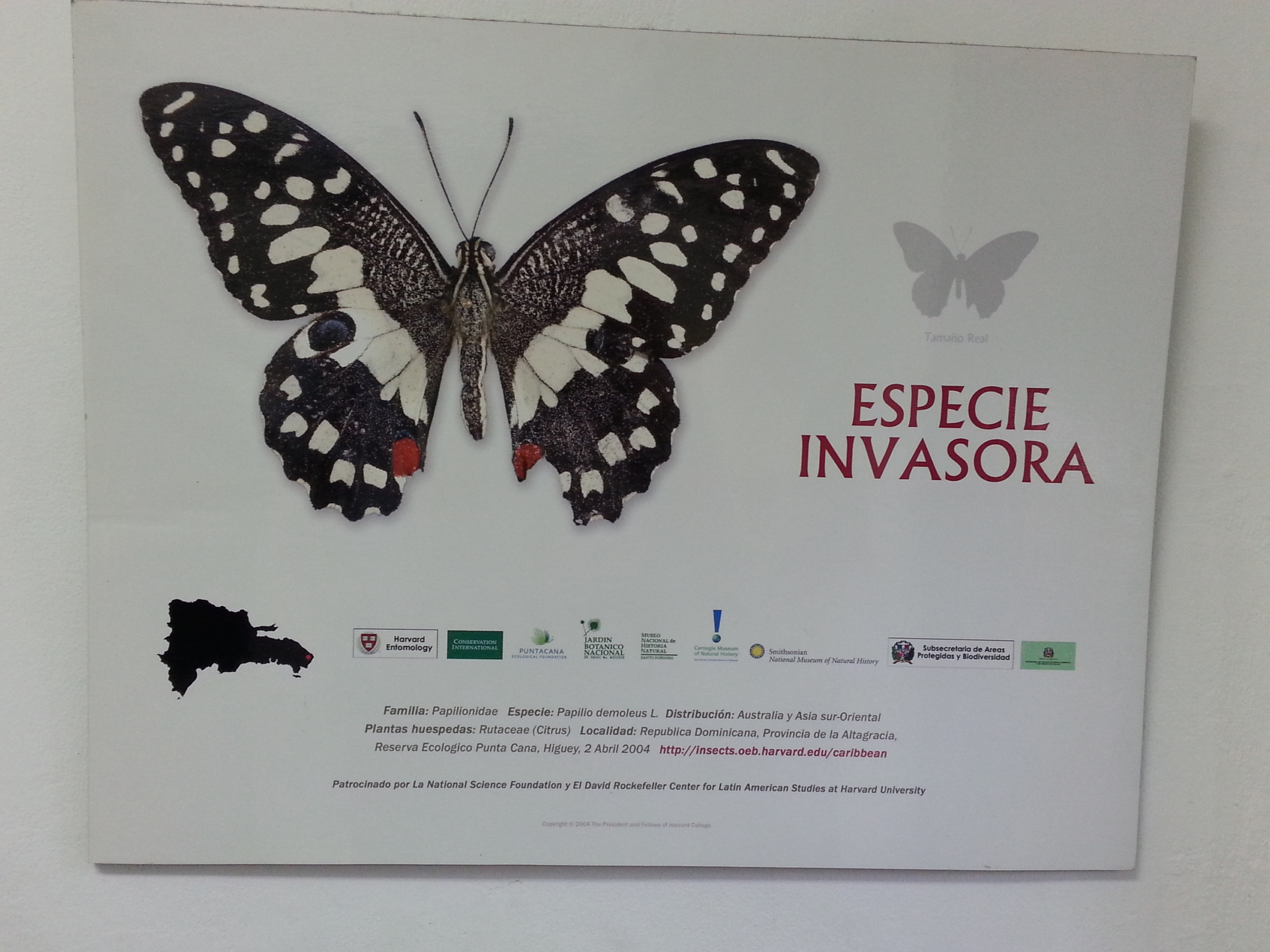invasivebutterfly.jpg