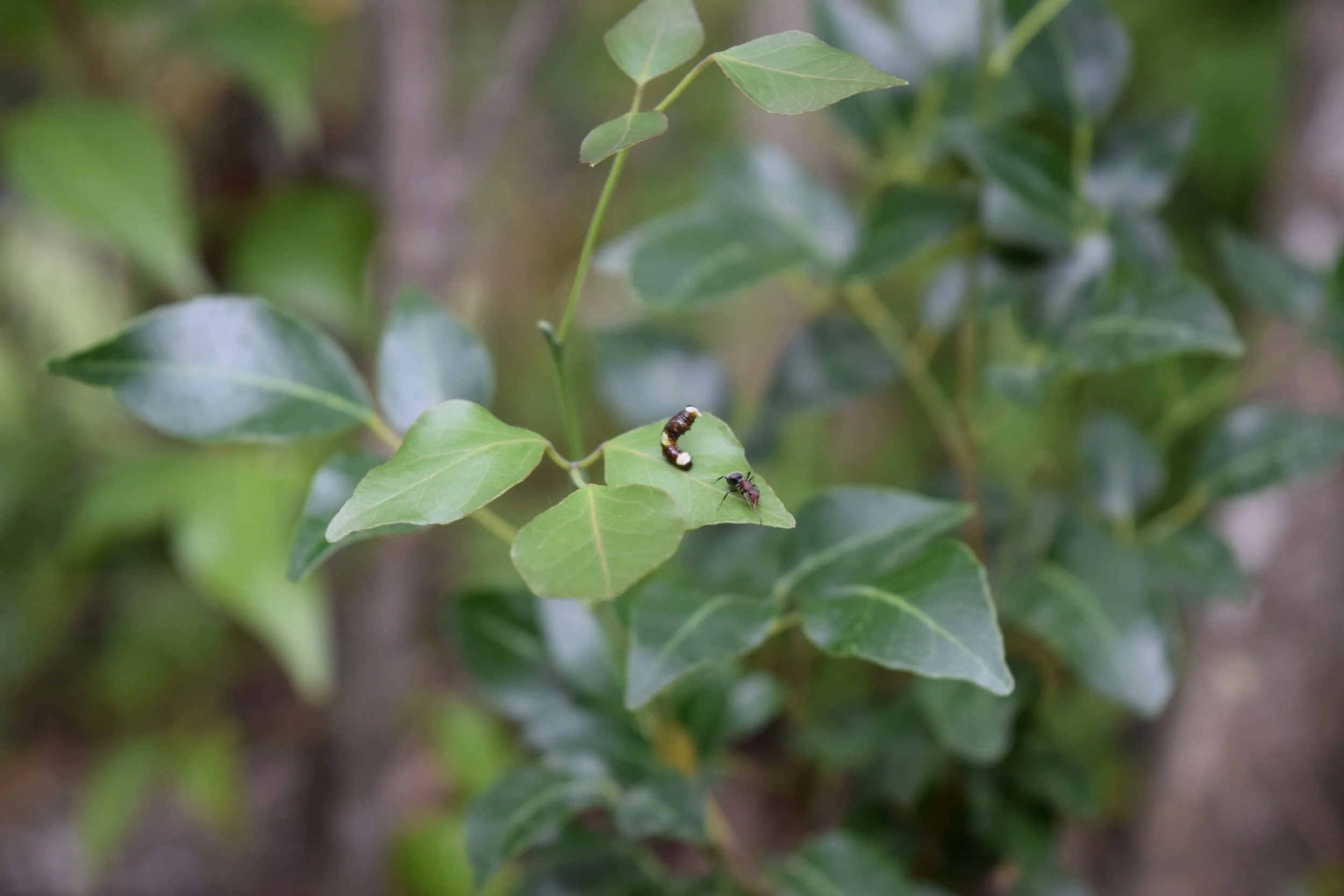 Schaus’s swallowtail caterpillar (Heraclides aristodemus ponceanus) fends off a compact carpenter ant (Camponotus planatus) on torchwood (Amyris elemifera).
