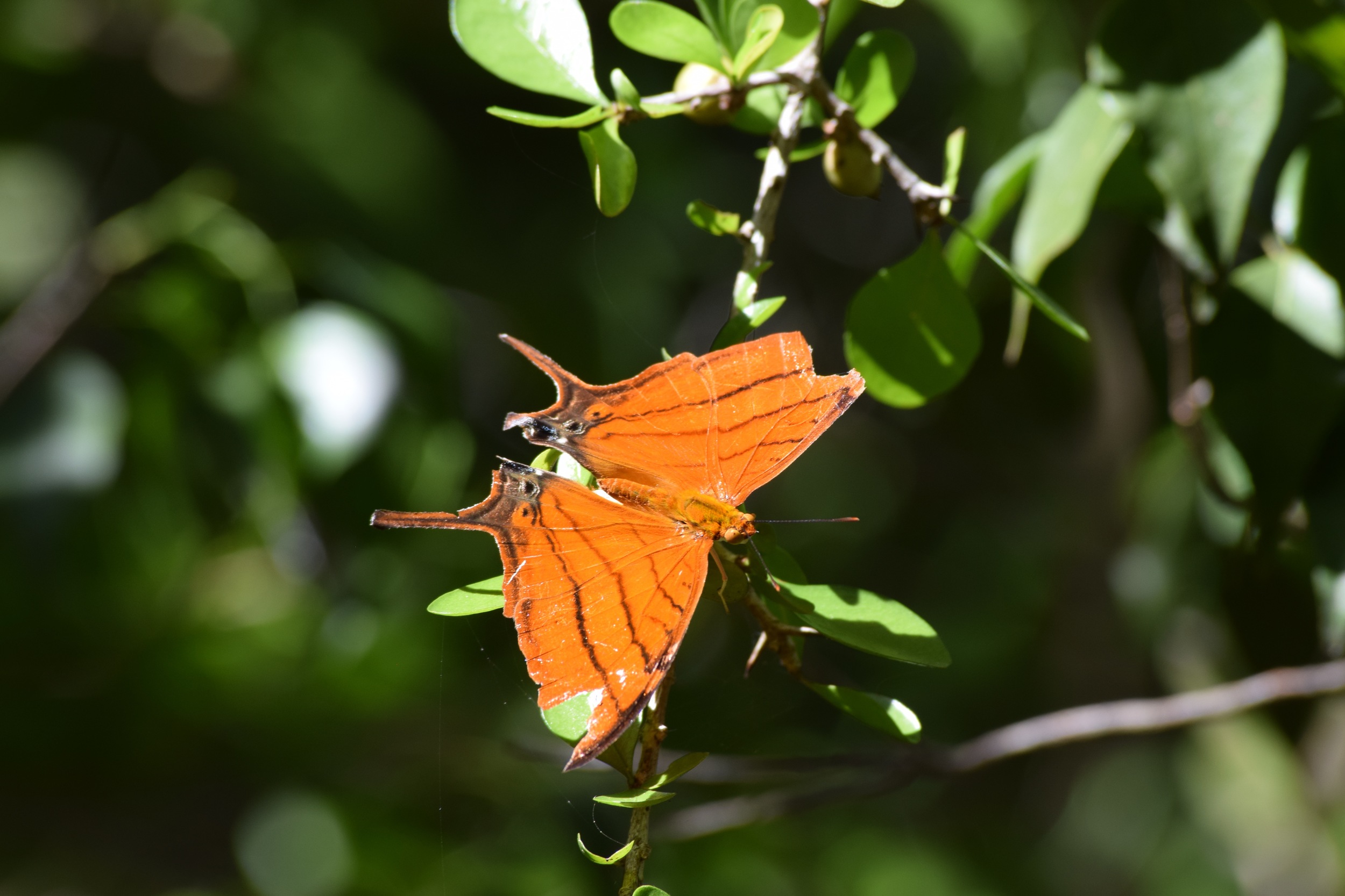 Ruddy Daggerwing.jpg
