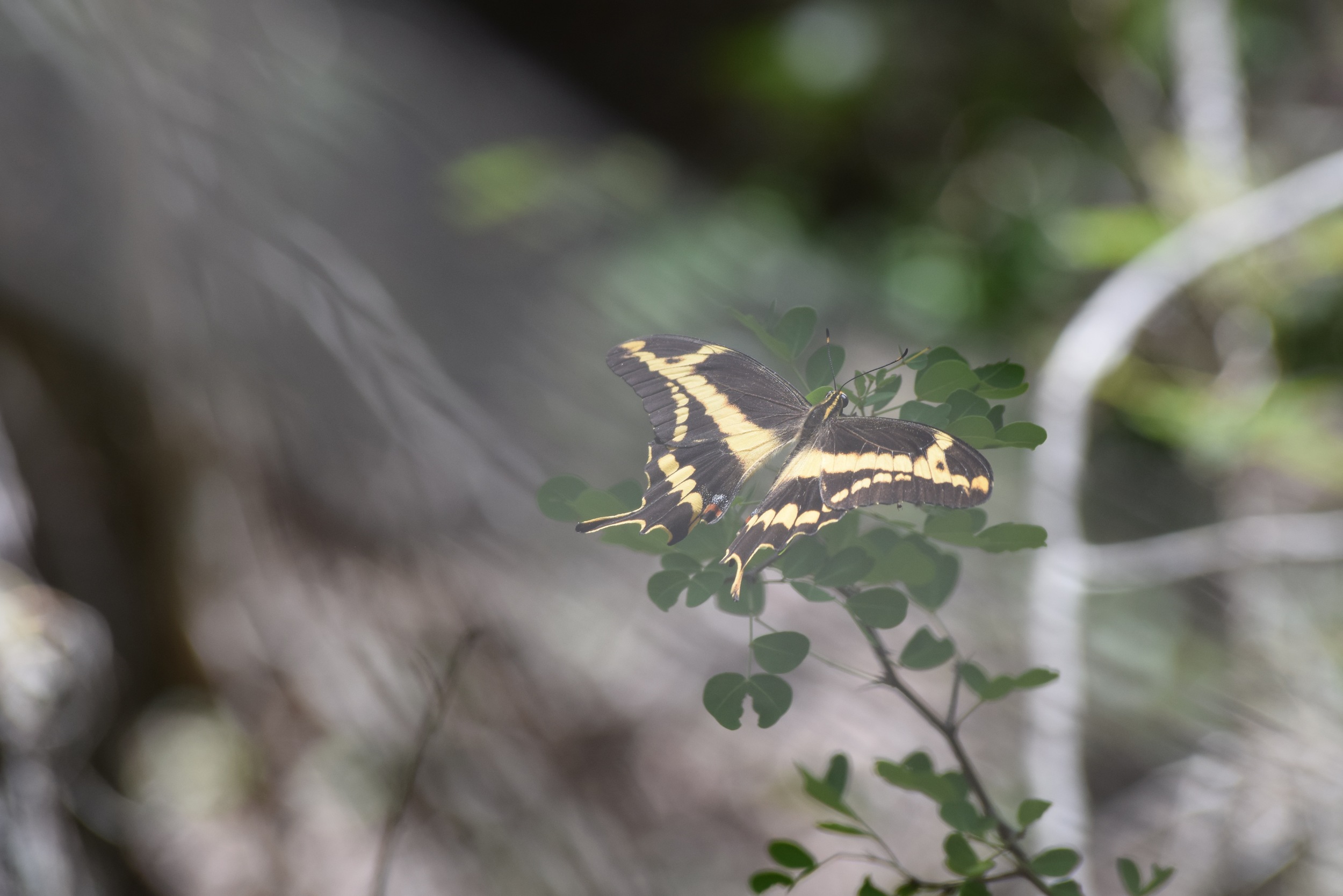 Schaus swallowtail PR Sun.jpg
