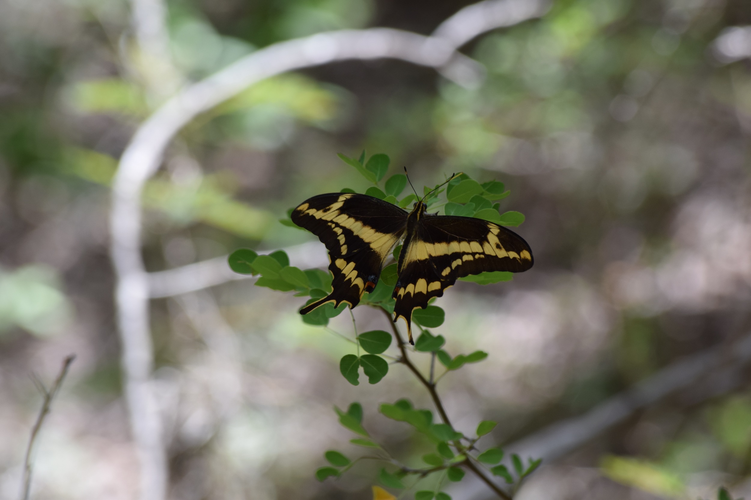 Schaus swallowtail PR.jpg