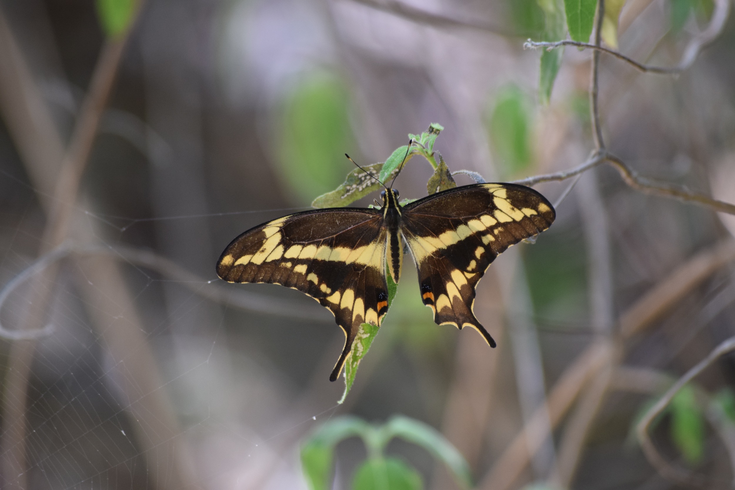Schaus swallowtail.jpg