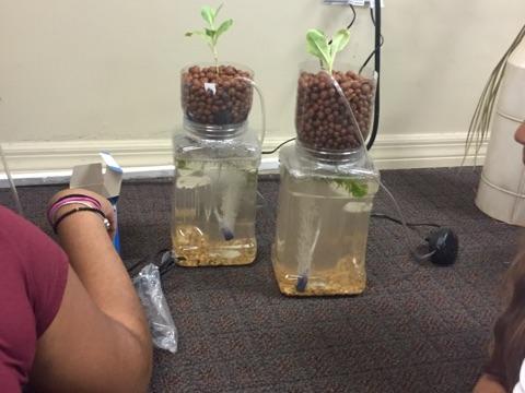 kids watch aquaponic system.jpeg
