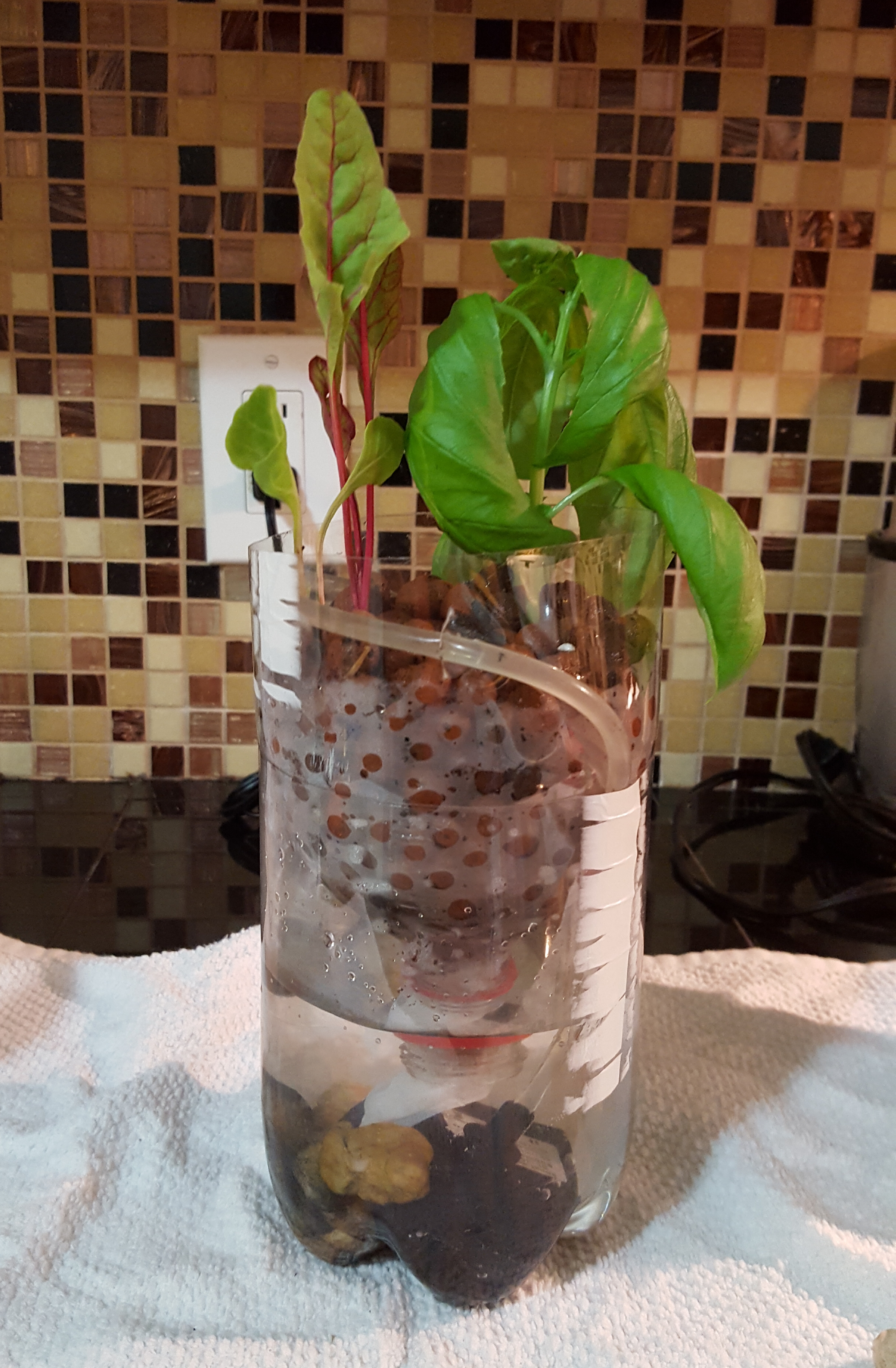 homemade aquaponic system.jpg