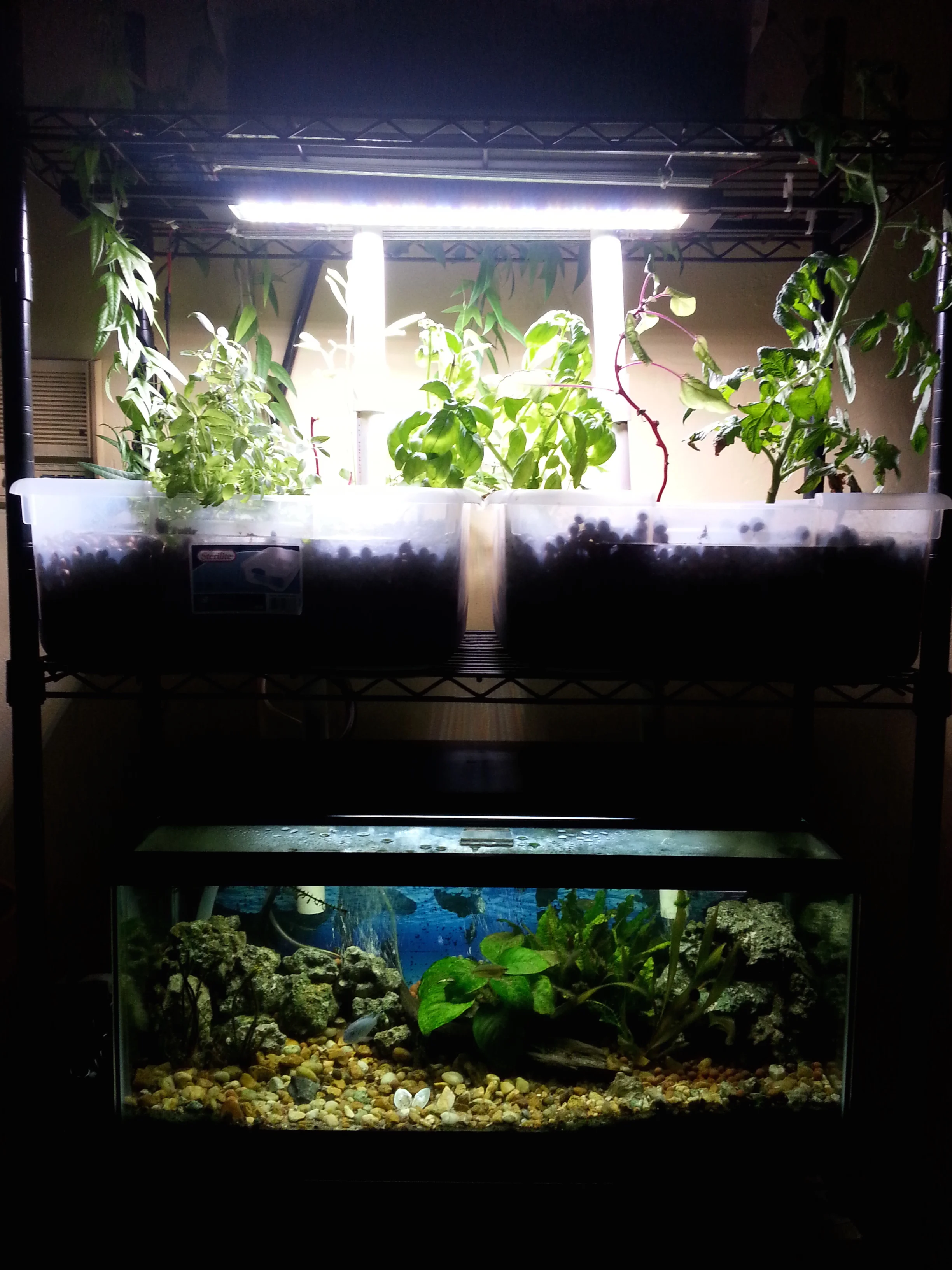 night_aquaponics.jpg