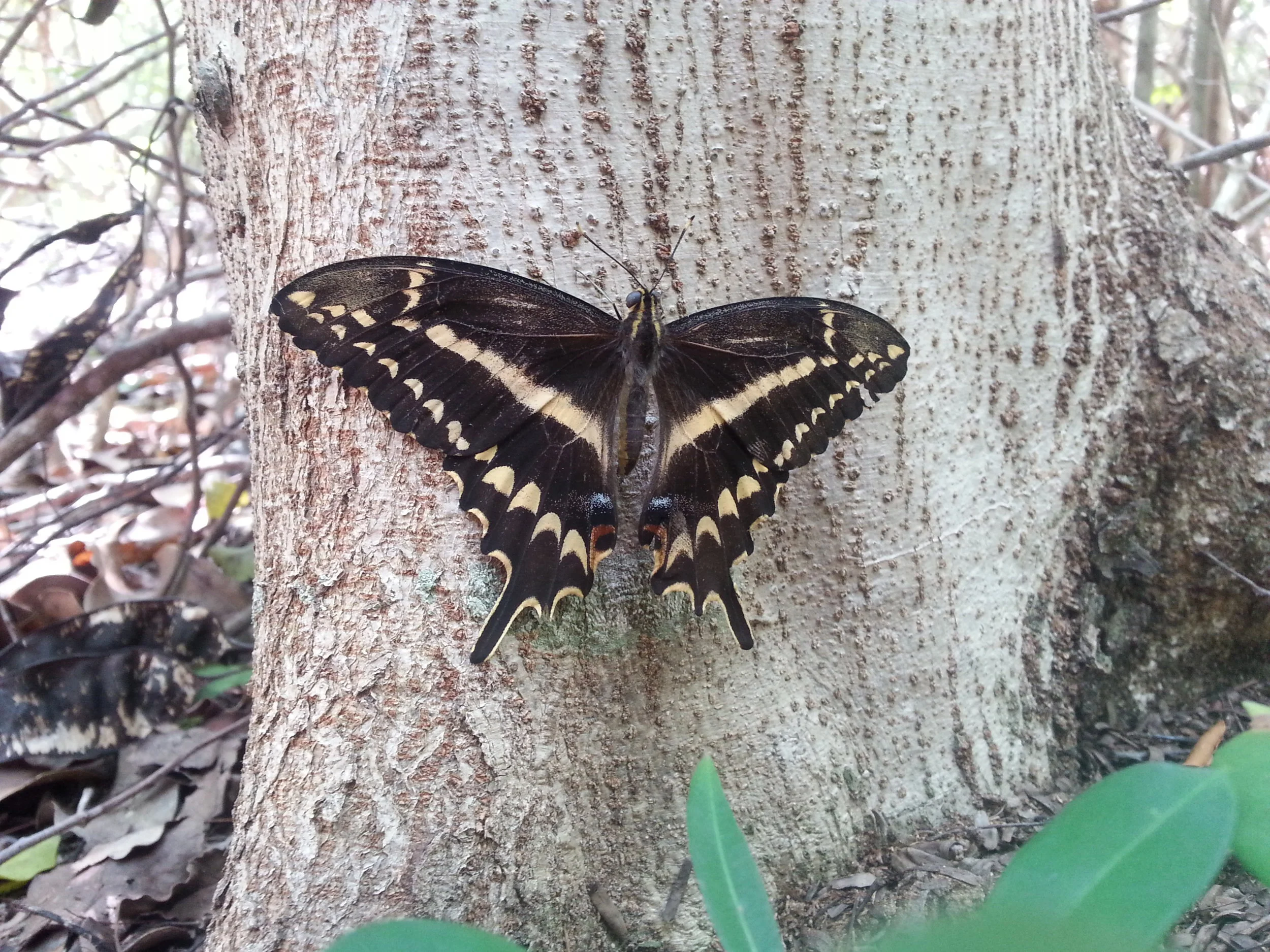 The federally endangered Schaus's swallowtail butterfly (Heraclides aristodemus ponceanus) is a univoltine (maybe) species that inhabits subtropical dry forest in the Florida Keys.