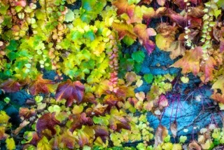 KeikoImaizumi_1_Petite Automne de Paris.jpeg