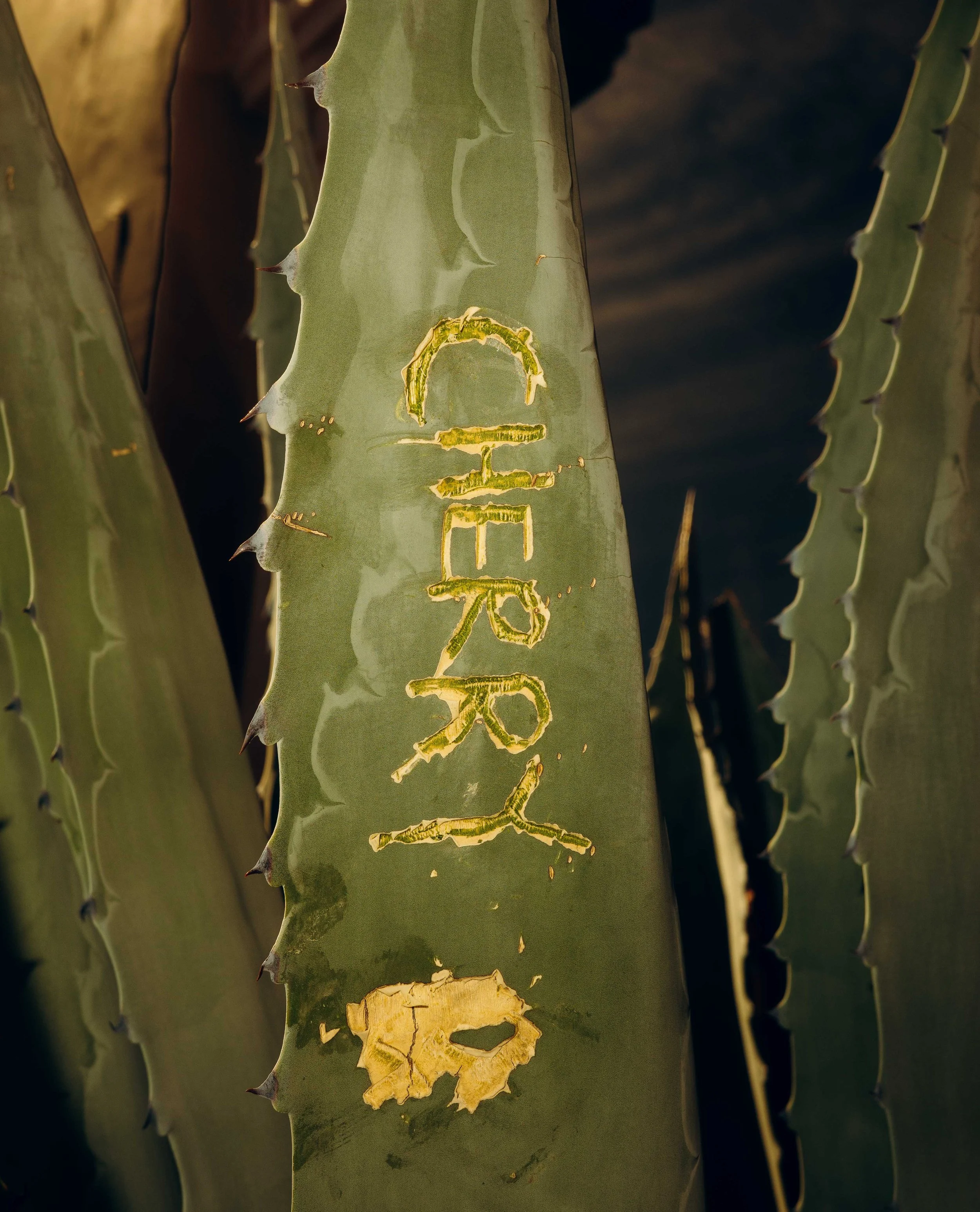 Memories_Arizona-20-WillCrooks.jpg