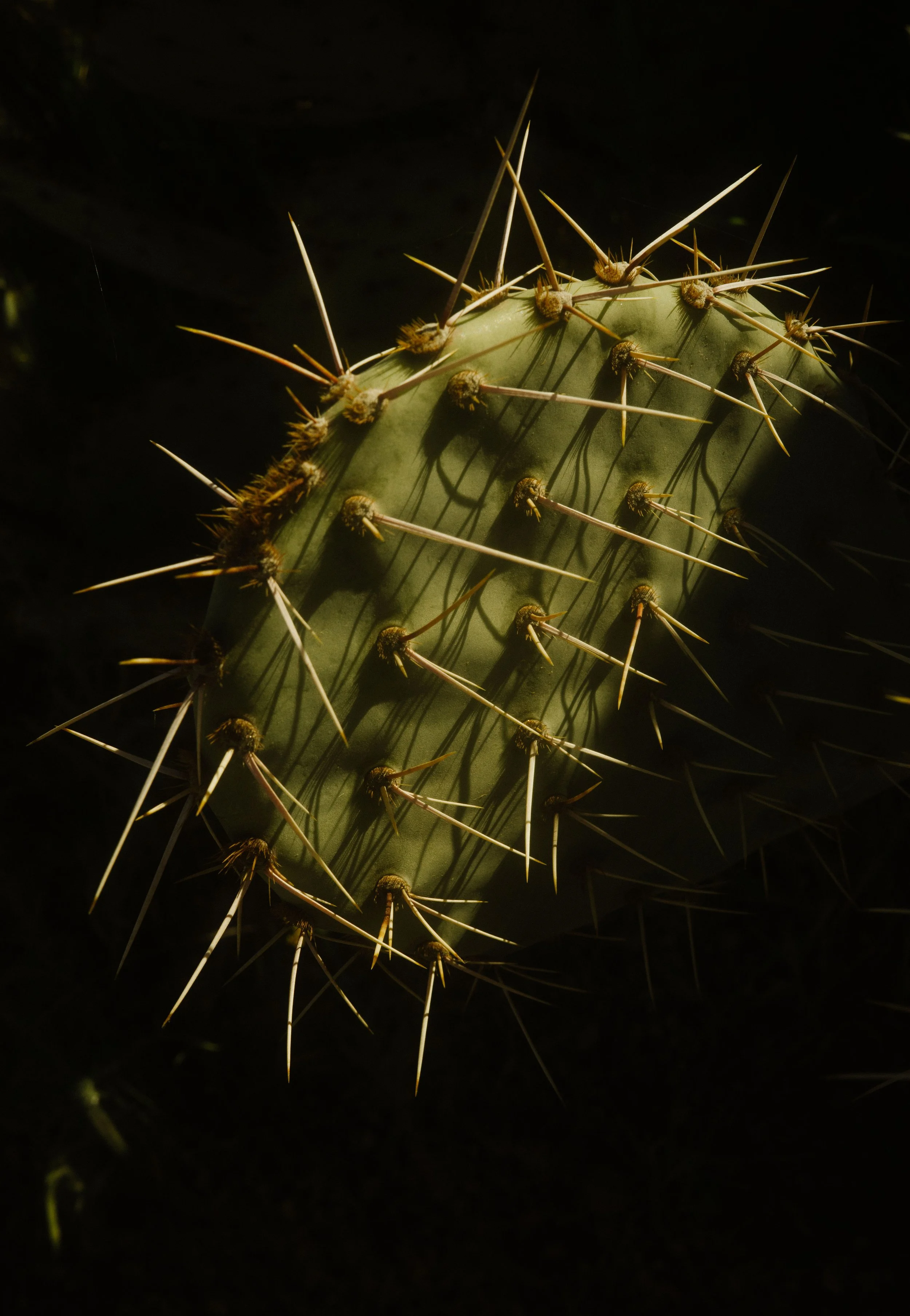 Memories_Arizona-41-WillCrooks.jpg