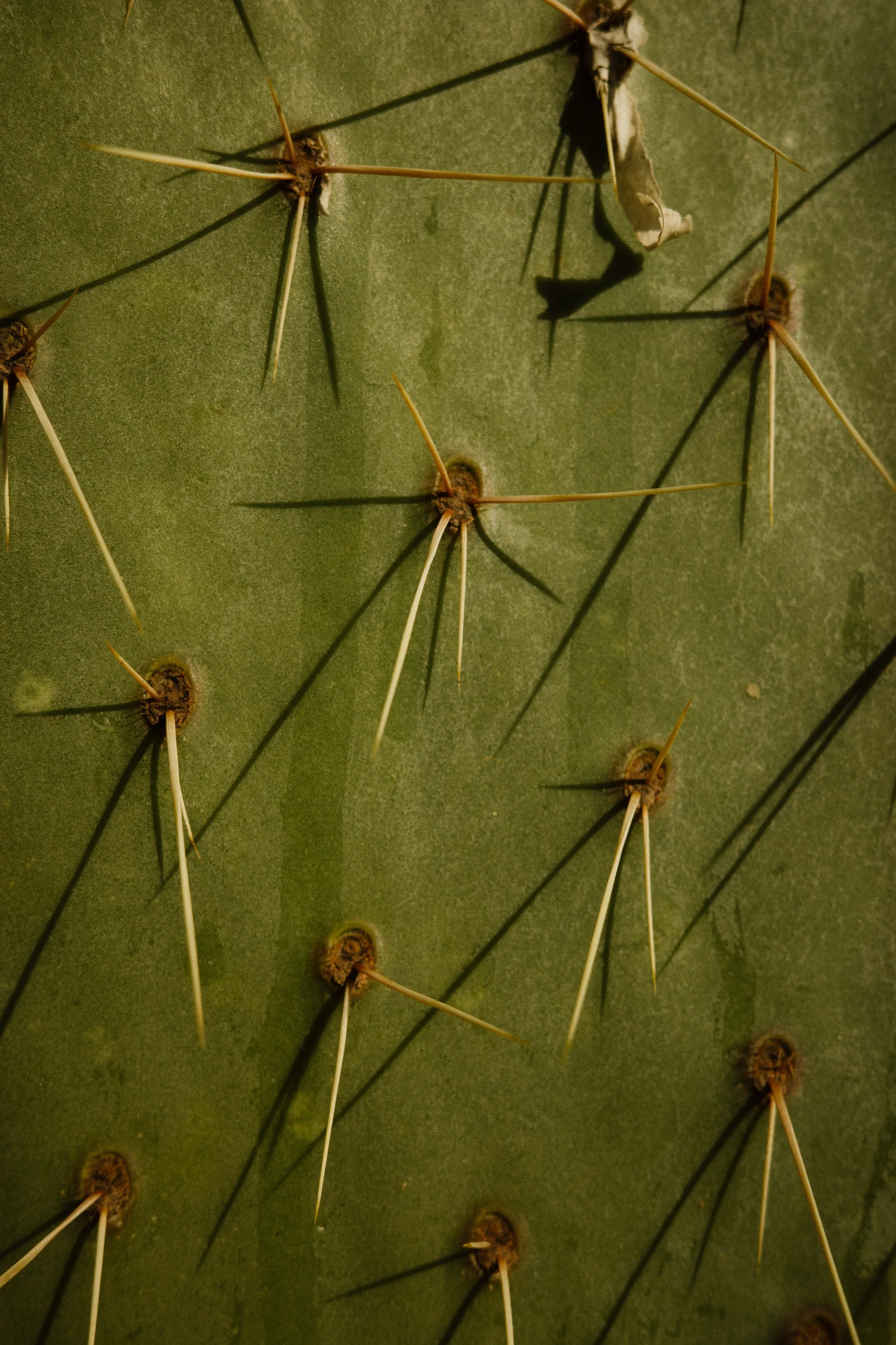 Memories_Arizona-9-WillCrooks.jpg