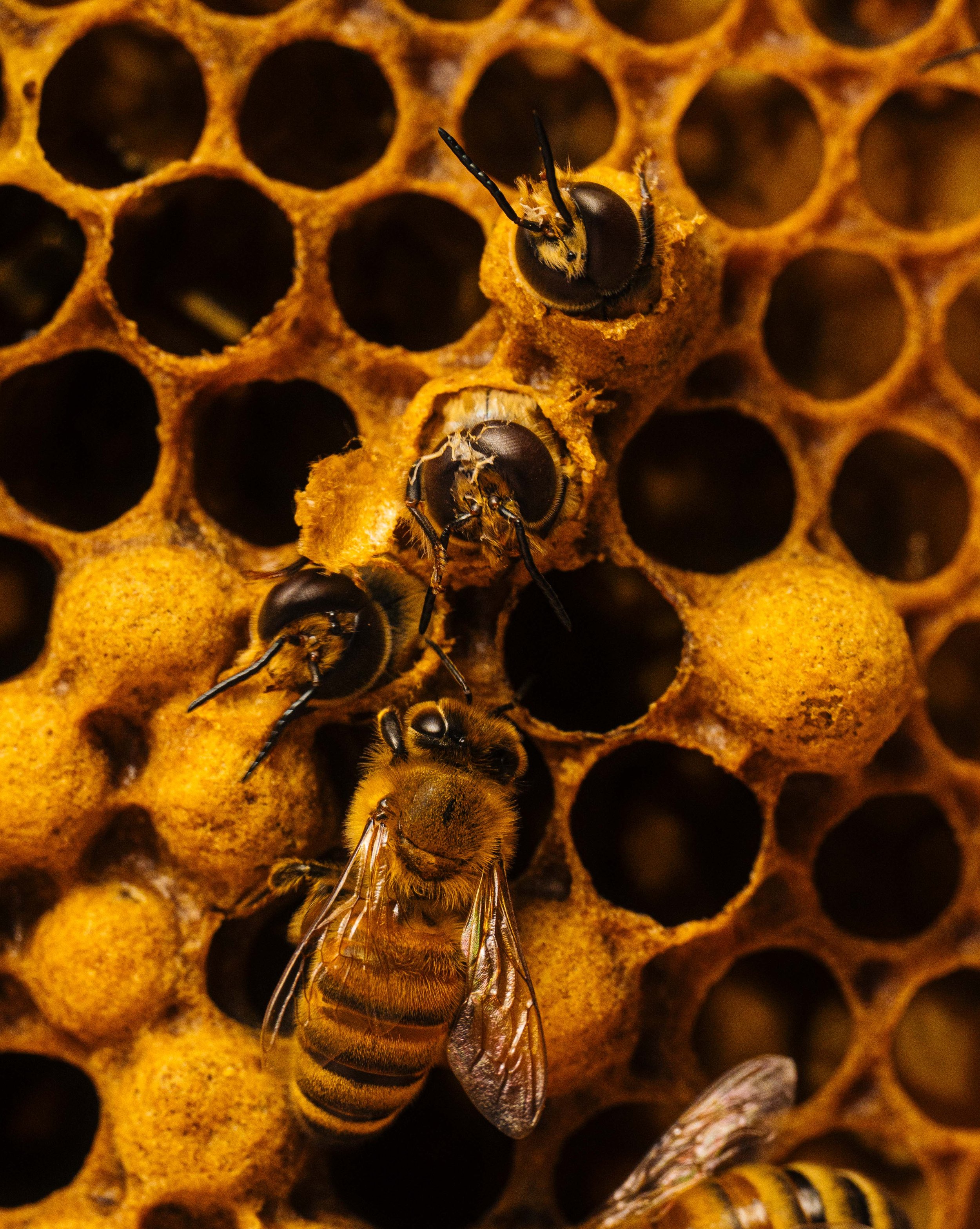 Bees_Veterinary_UGA_NYT_63_WillCrooks.jpg