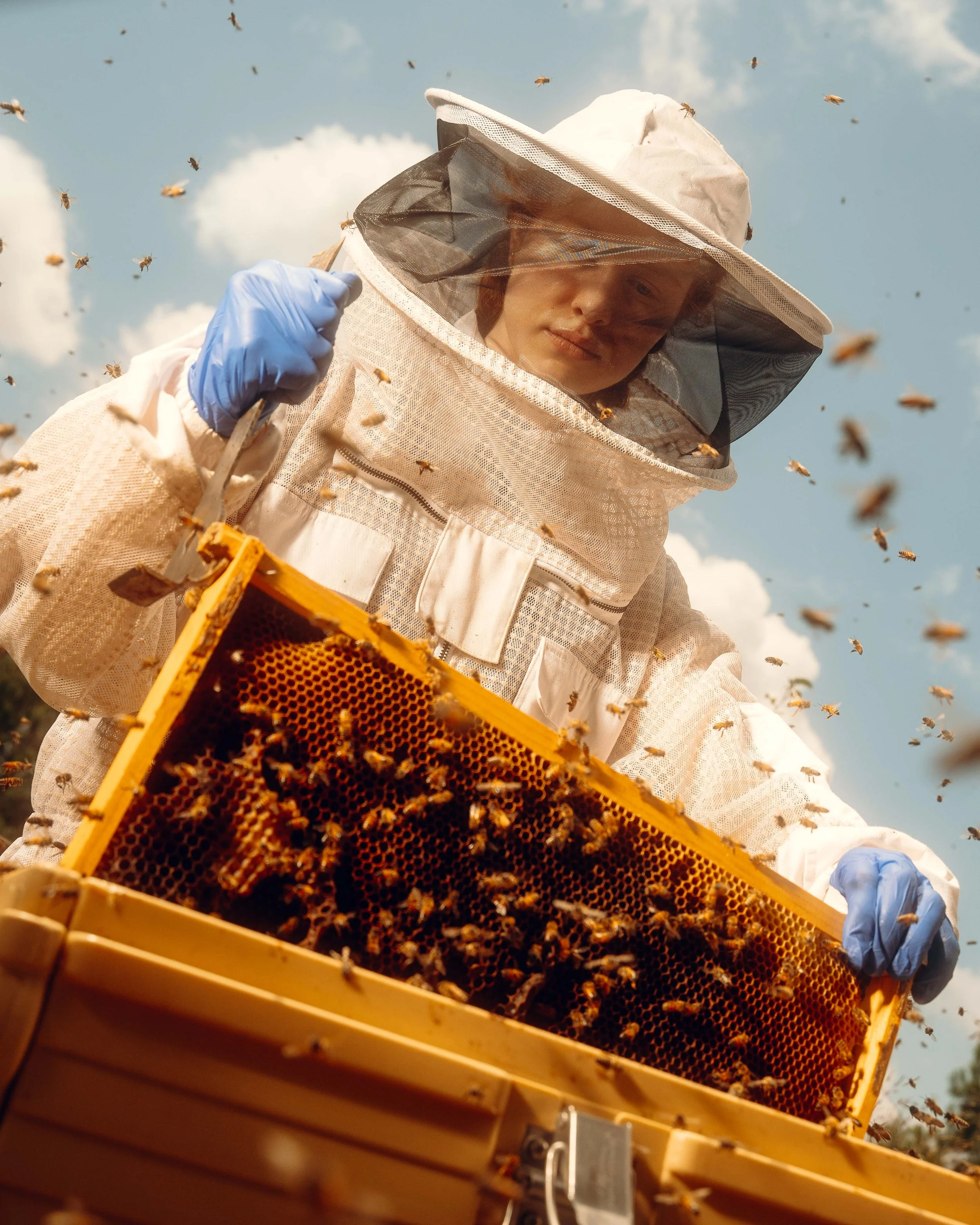 NYT_Bee_Veterinary_Program_UGA_95_WillCrooks.jpg