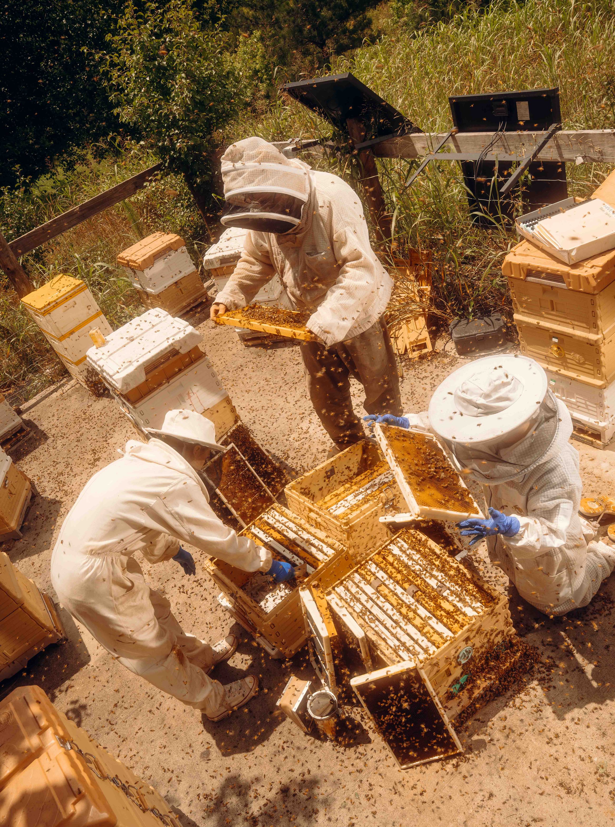 NYT_Bee_Veterinary_Program_UGA_70_WillCrooks.jpg