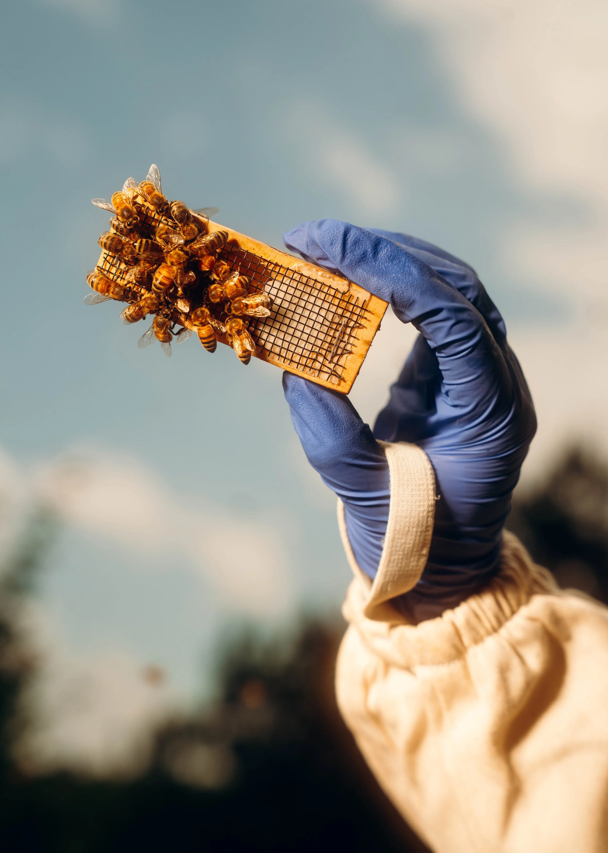 NYT_Bee_Veterinary_Program_UGA_74_WillCrooks.jpg