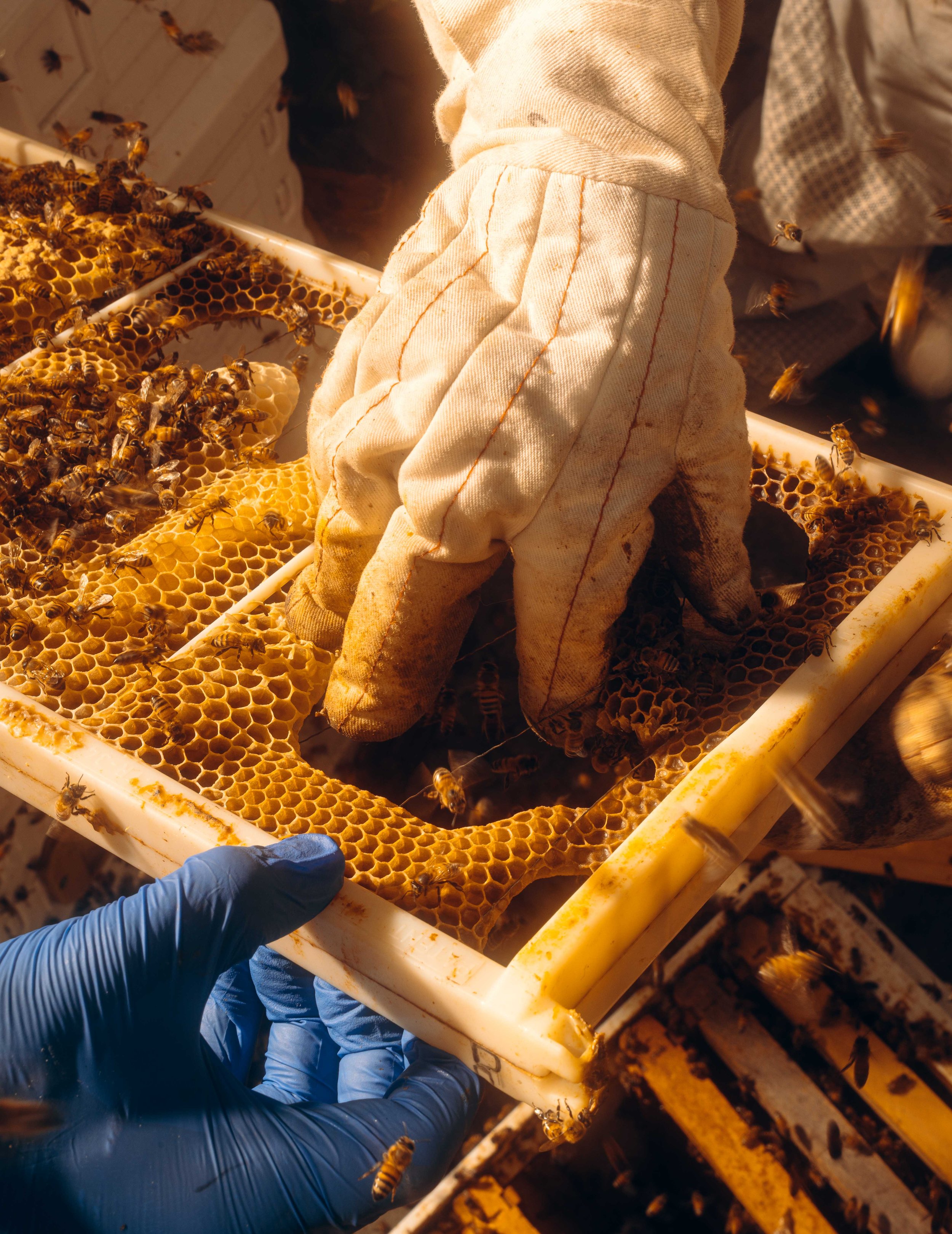 NYT_Bee_Veterinary_Program_UGA_47_WillCrooks.jpg