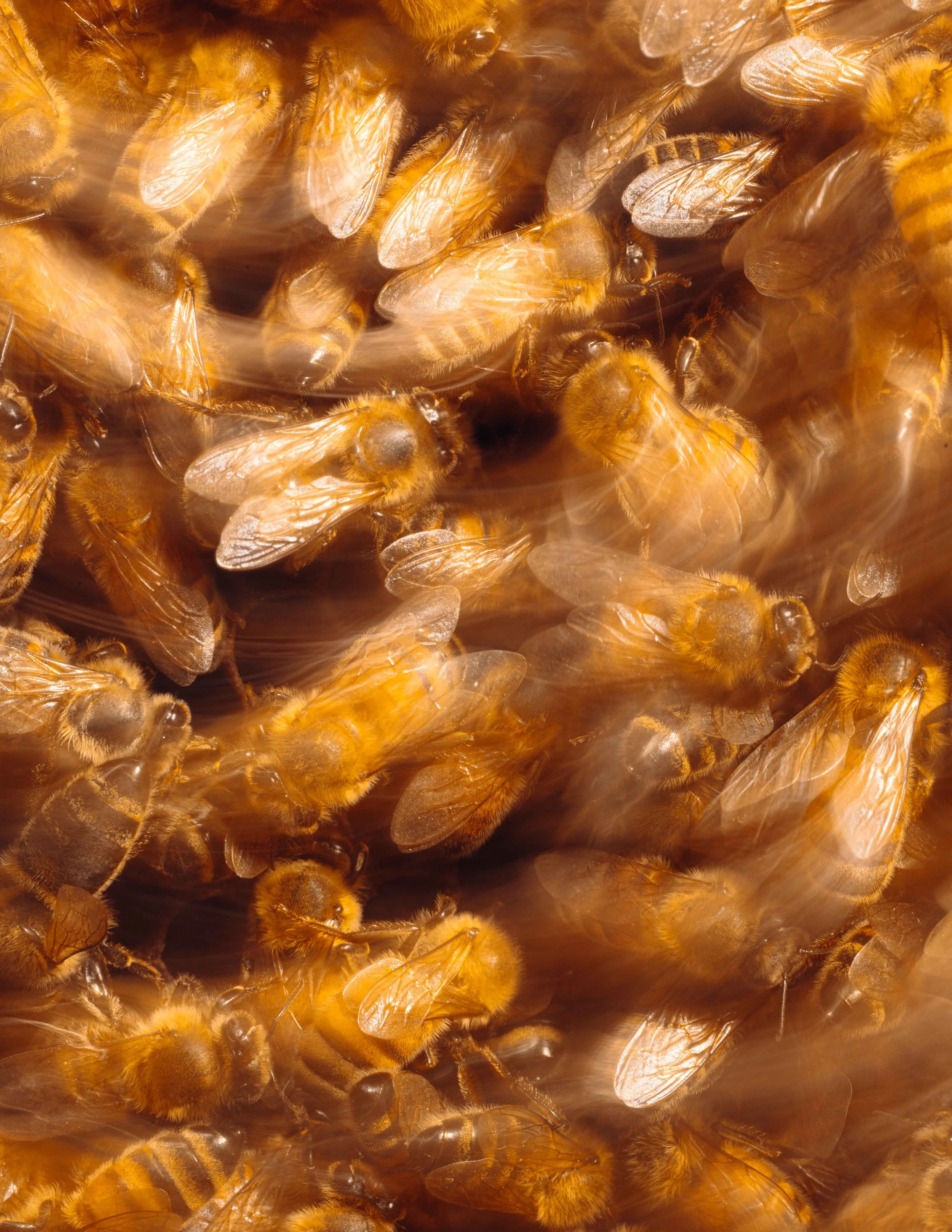 Bees_UGA_Veterinary_NYT_27_WillCrooks.jpg