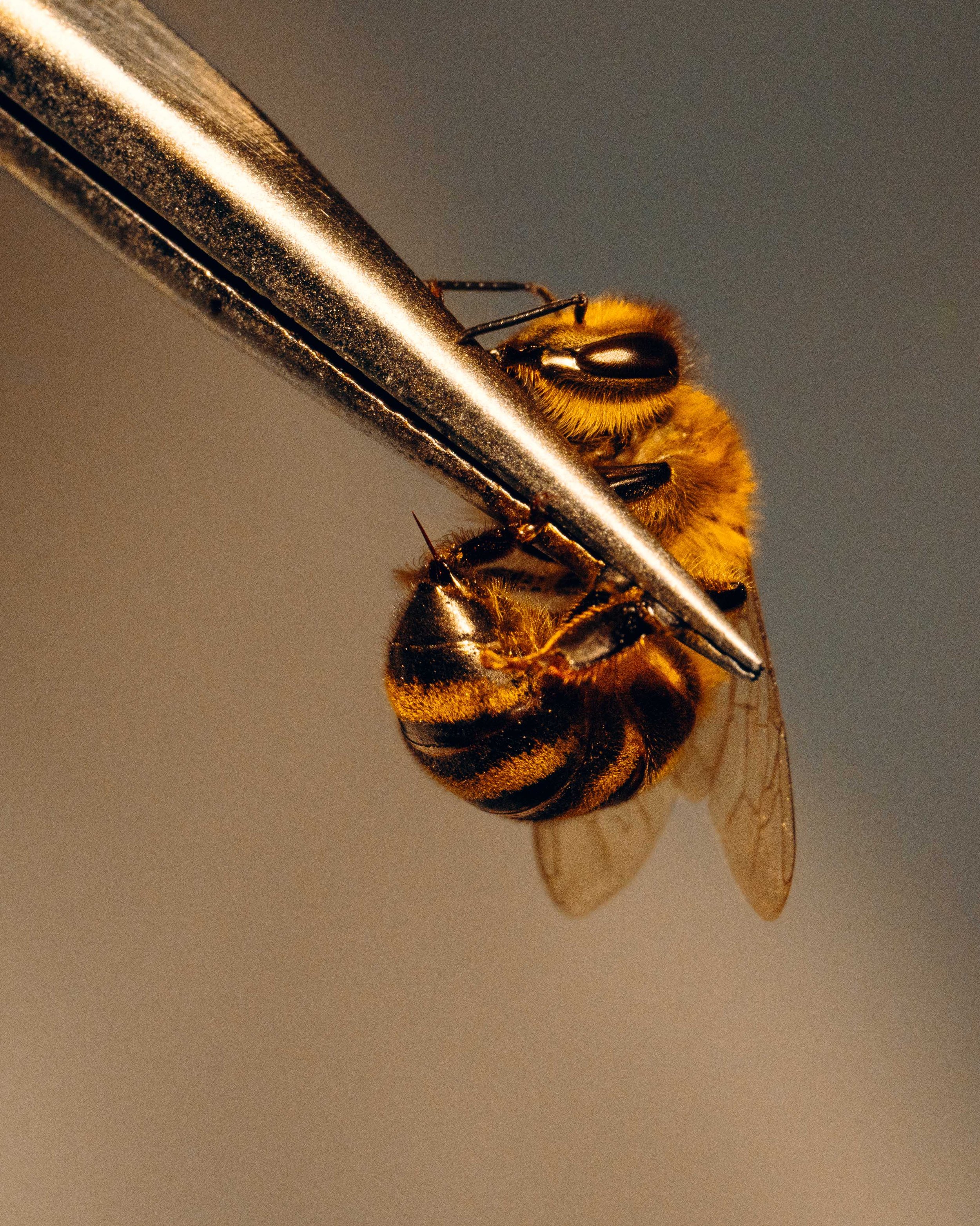Bees_UGA_Veterinary_NYT_12_WillCrooks.jpg