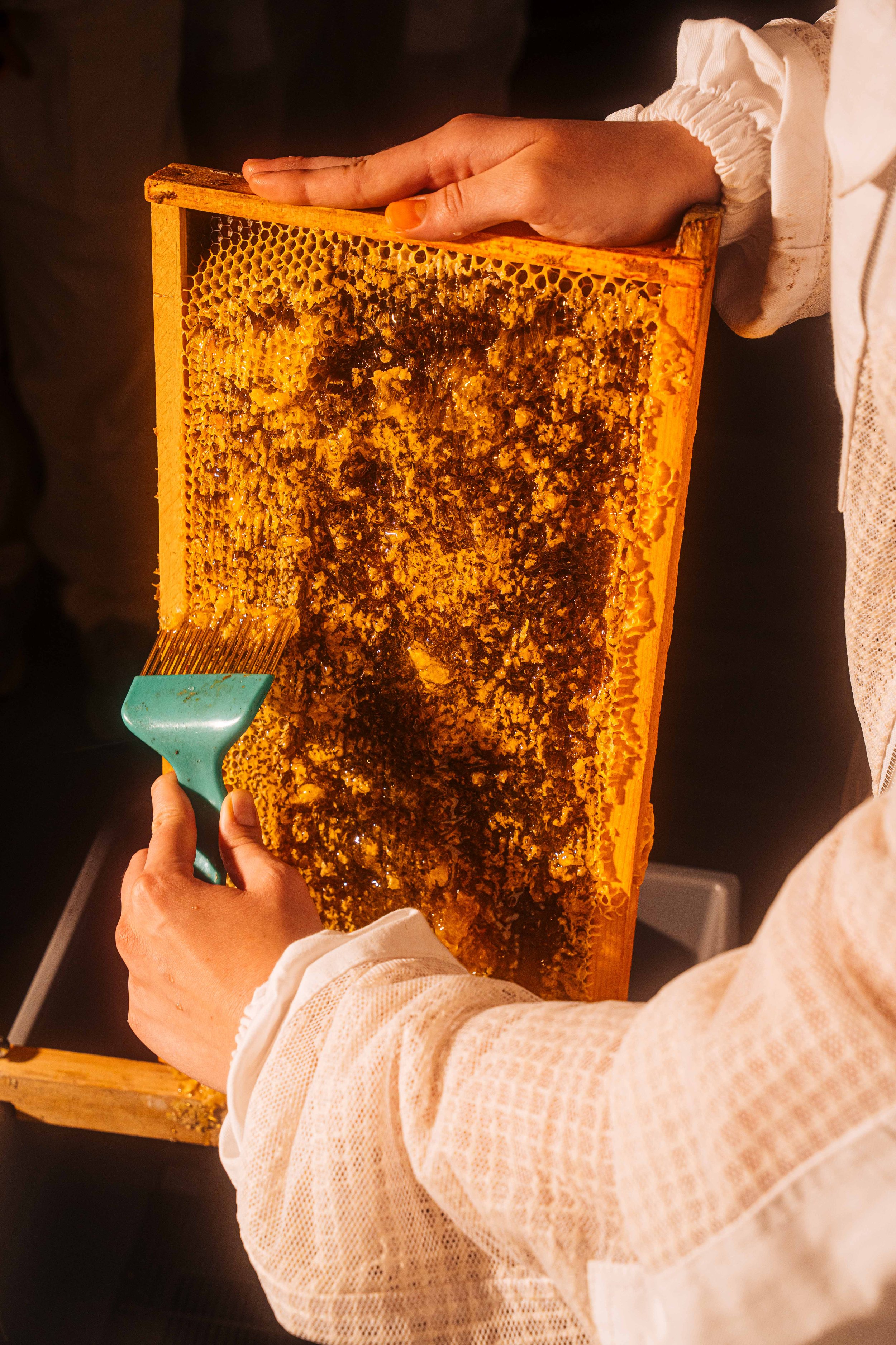 Bees_UGA_Veterinary_NYT_18_WillCrooks.jpg