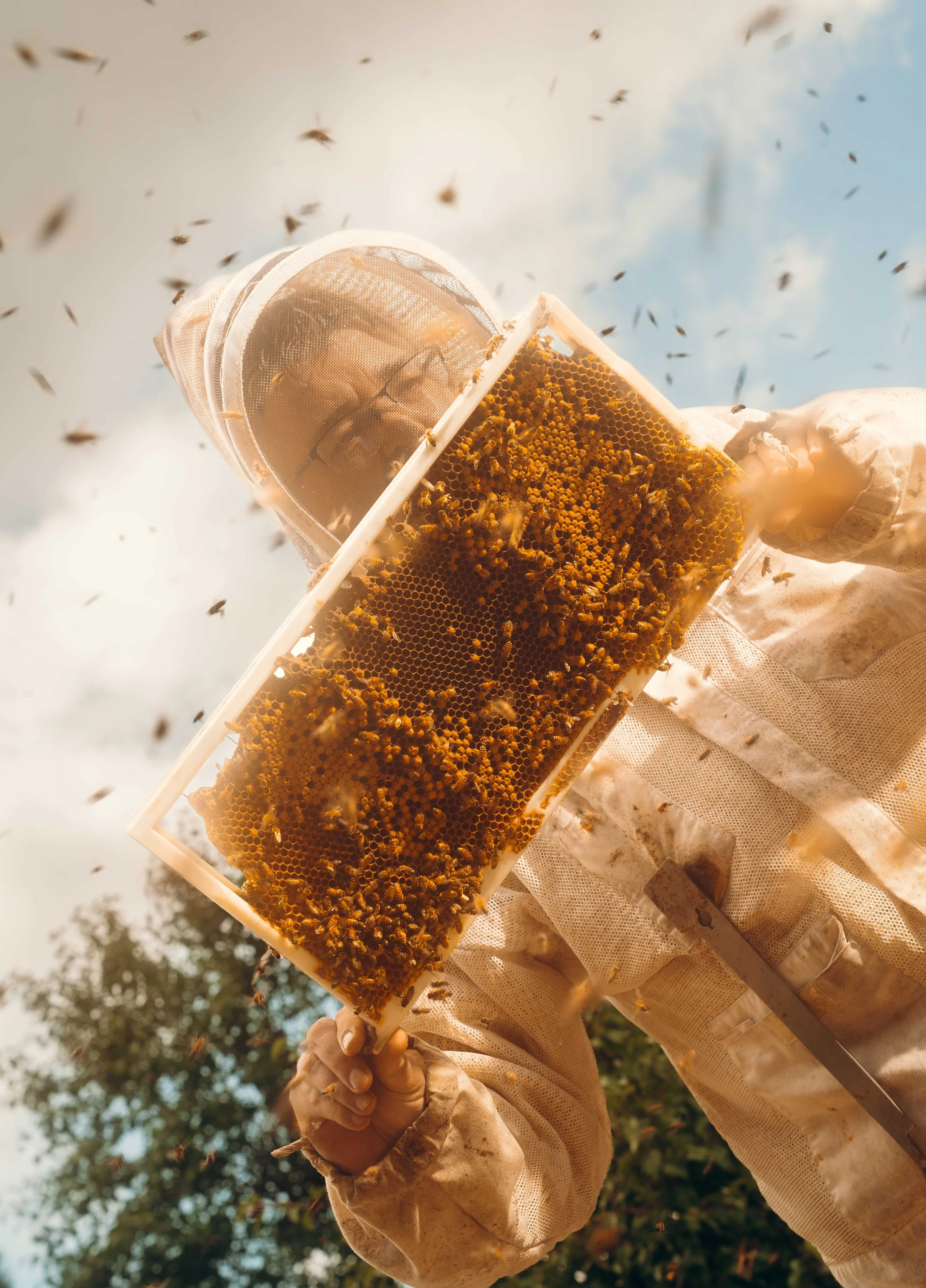 Bees_UGA_Veterinary_NYT_66_WillCrooks.jpg