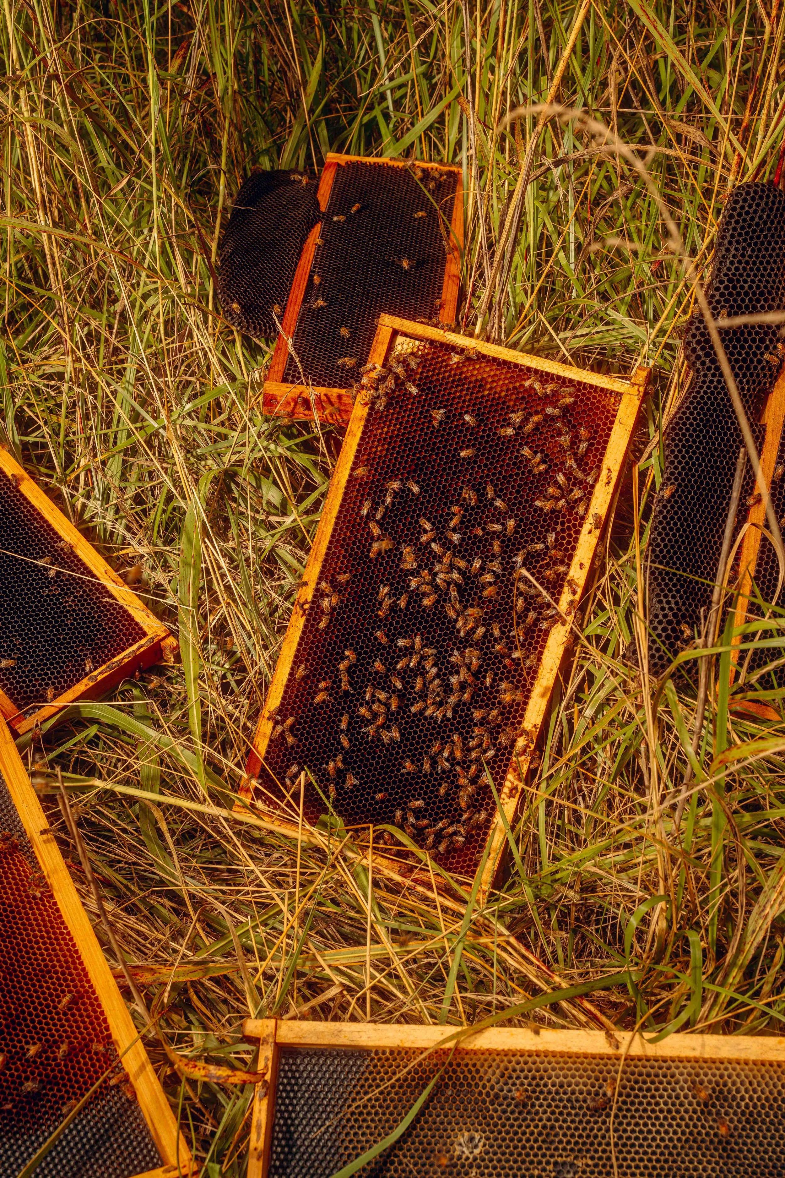 NYT_Bee_Veterinary_Program_UGA_76_WillCrooks.jpg