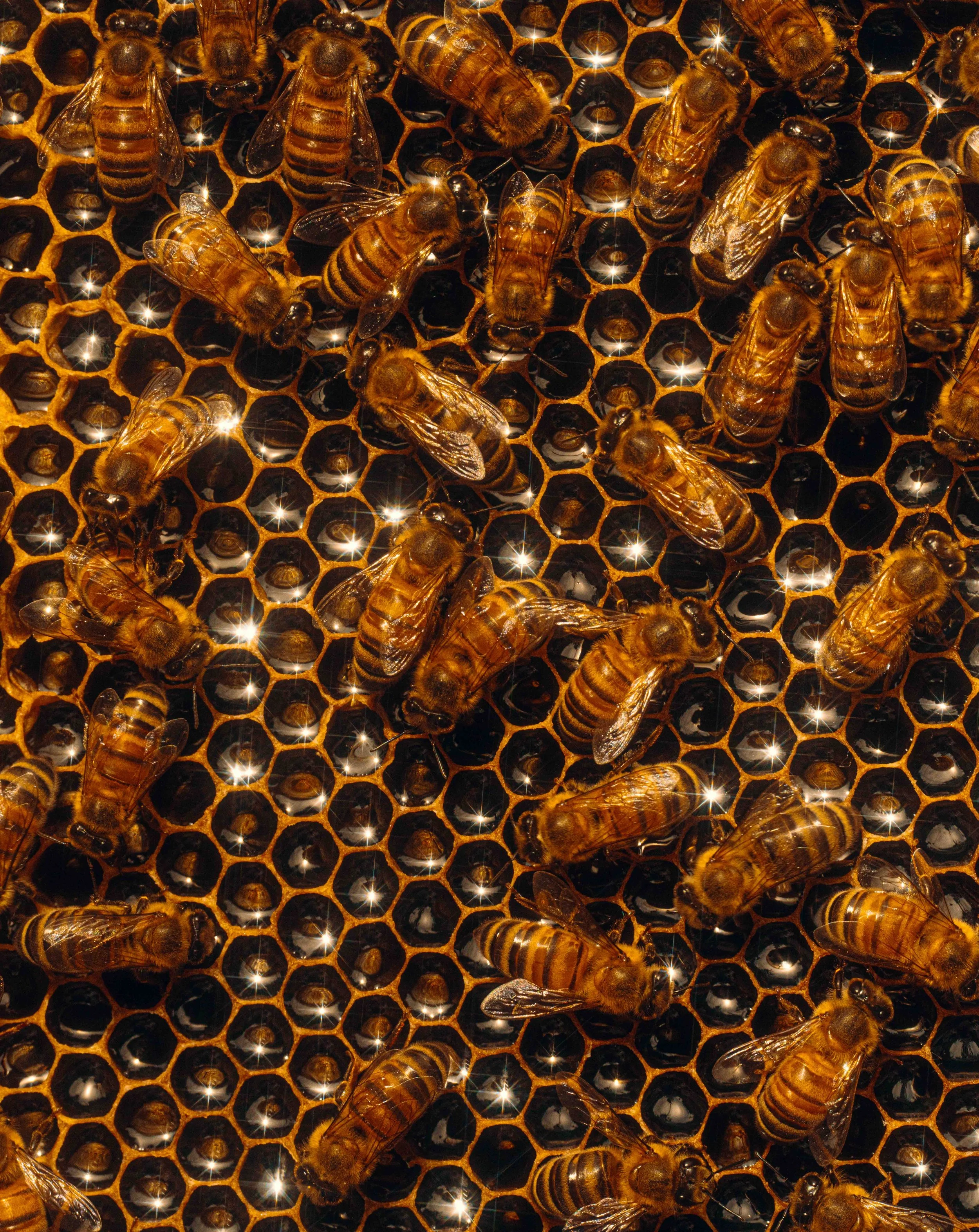 NYT_Bee_Veterinary_Program_UGA_80_WillCrooks.jpg