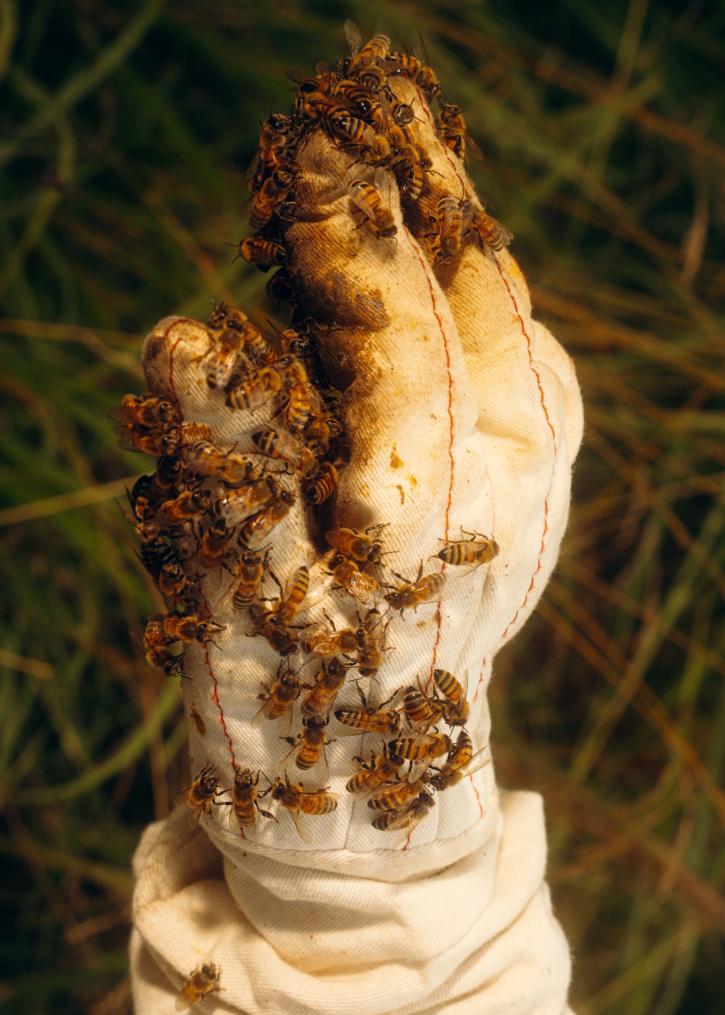 NYT_Bee_Veterinary_Program_UGA_51_WillCrooks.jpg