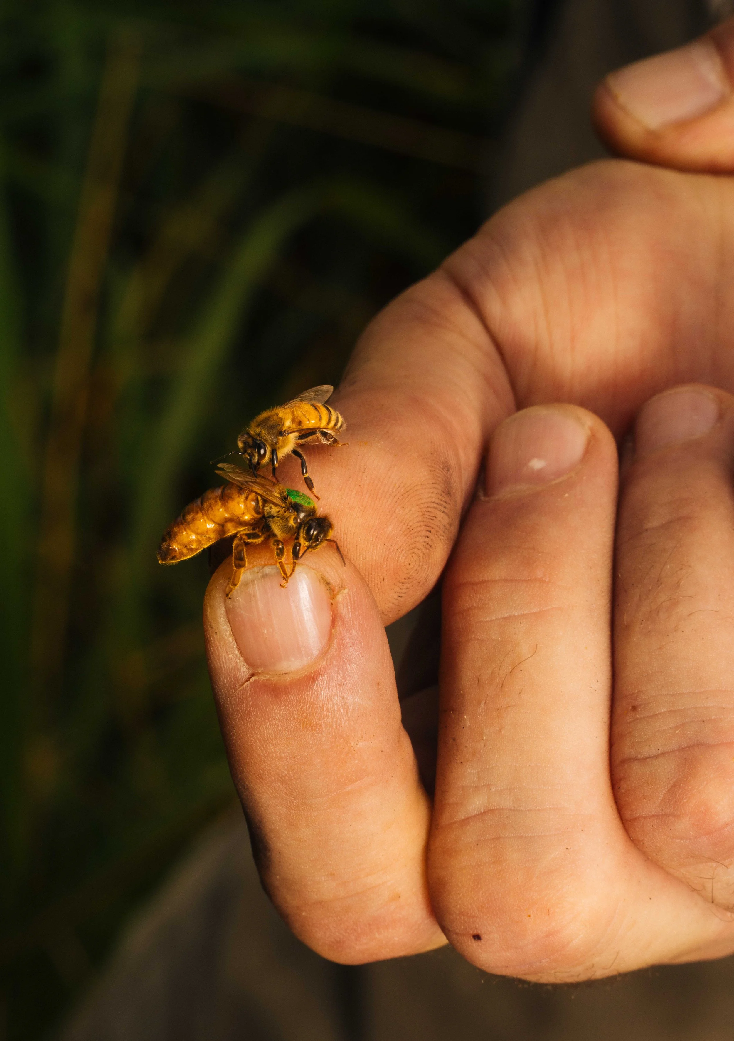 NYT_Bee_Veterinary_Program_UGA_62_WillCrooks.jpg