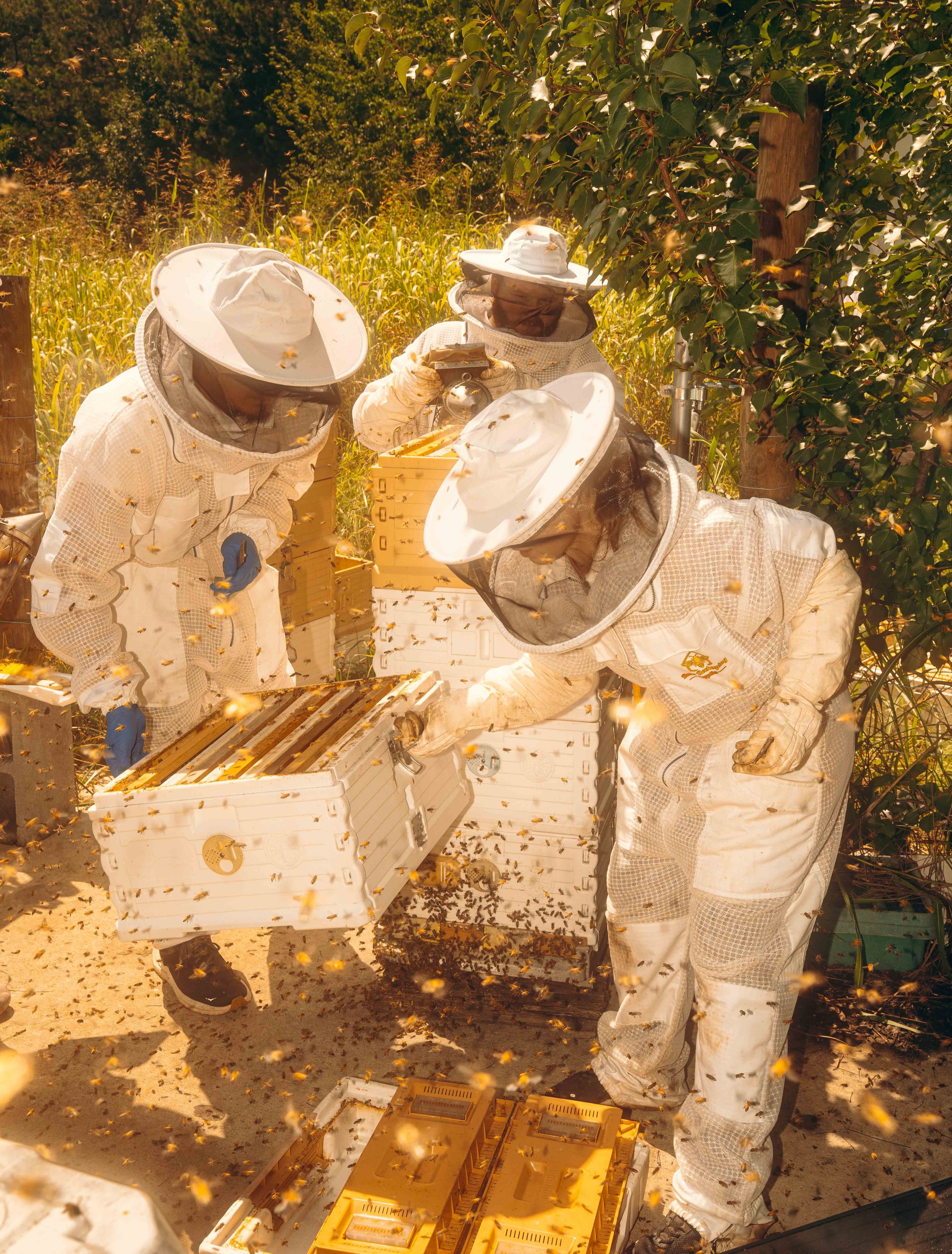 NYT_Bee_Veterinary_Program_UGA_46_WillCrooks.jpg