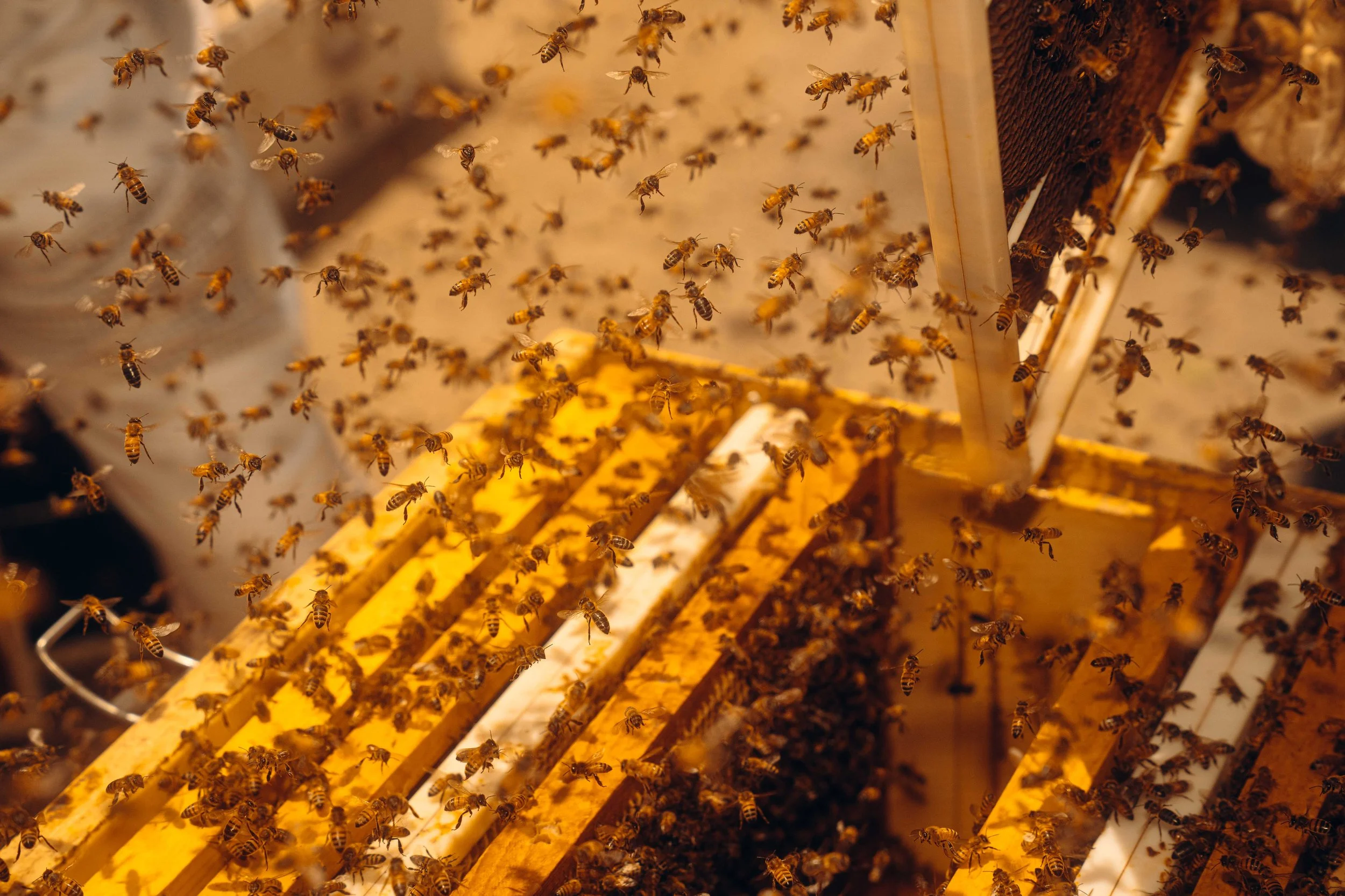 NYT_Bee_Veterinary_Program_UGA_45_WillCrooks.jpg