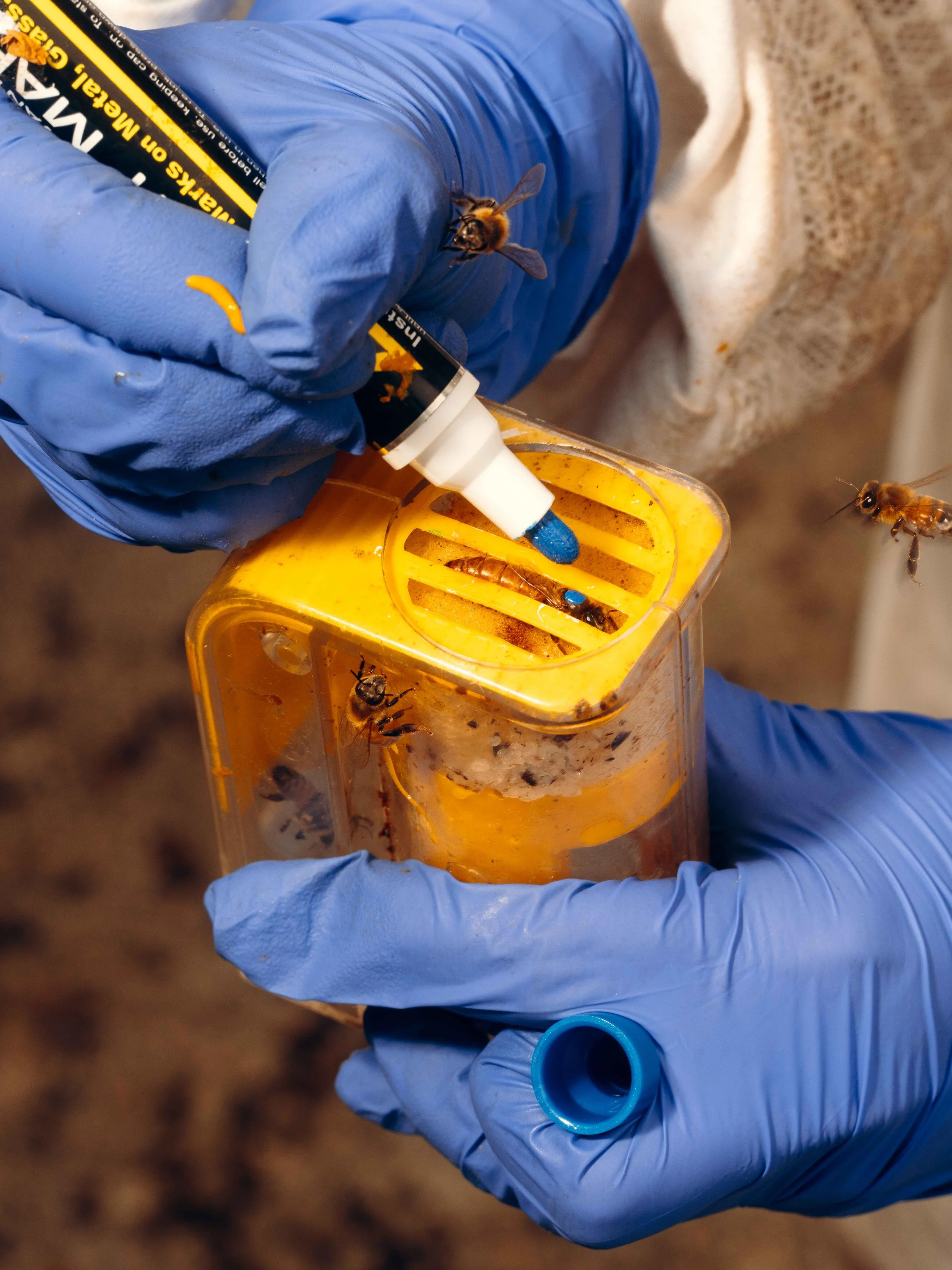 NYT_Bee_Veterinary_Program_UGA_60_WillCrooks.jpg