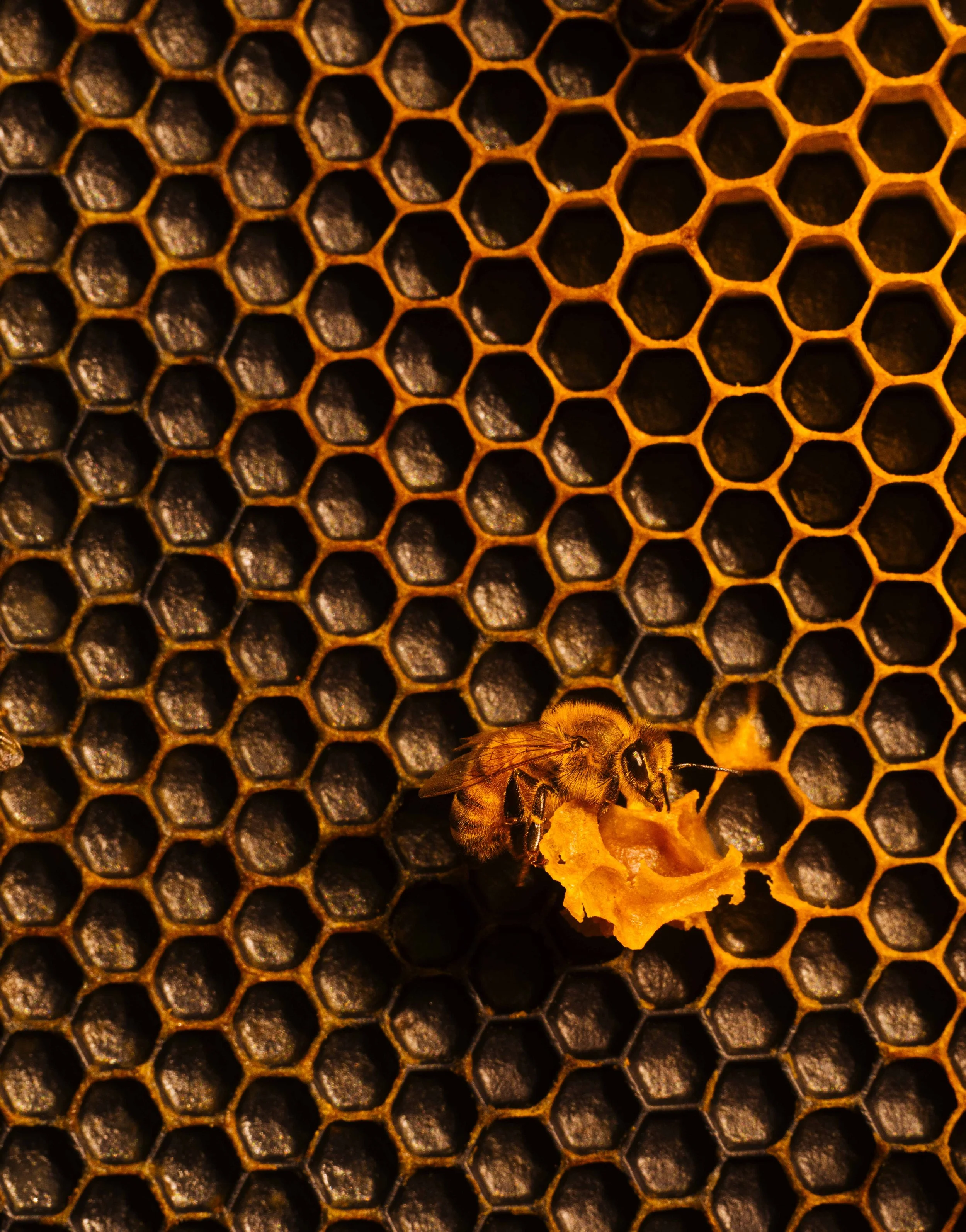 NYT_Bee_Veterinary_Program_UGA_50_WillCrooks.jpg