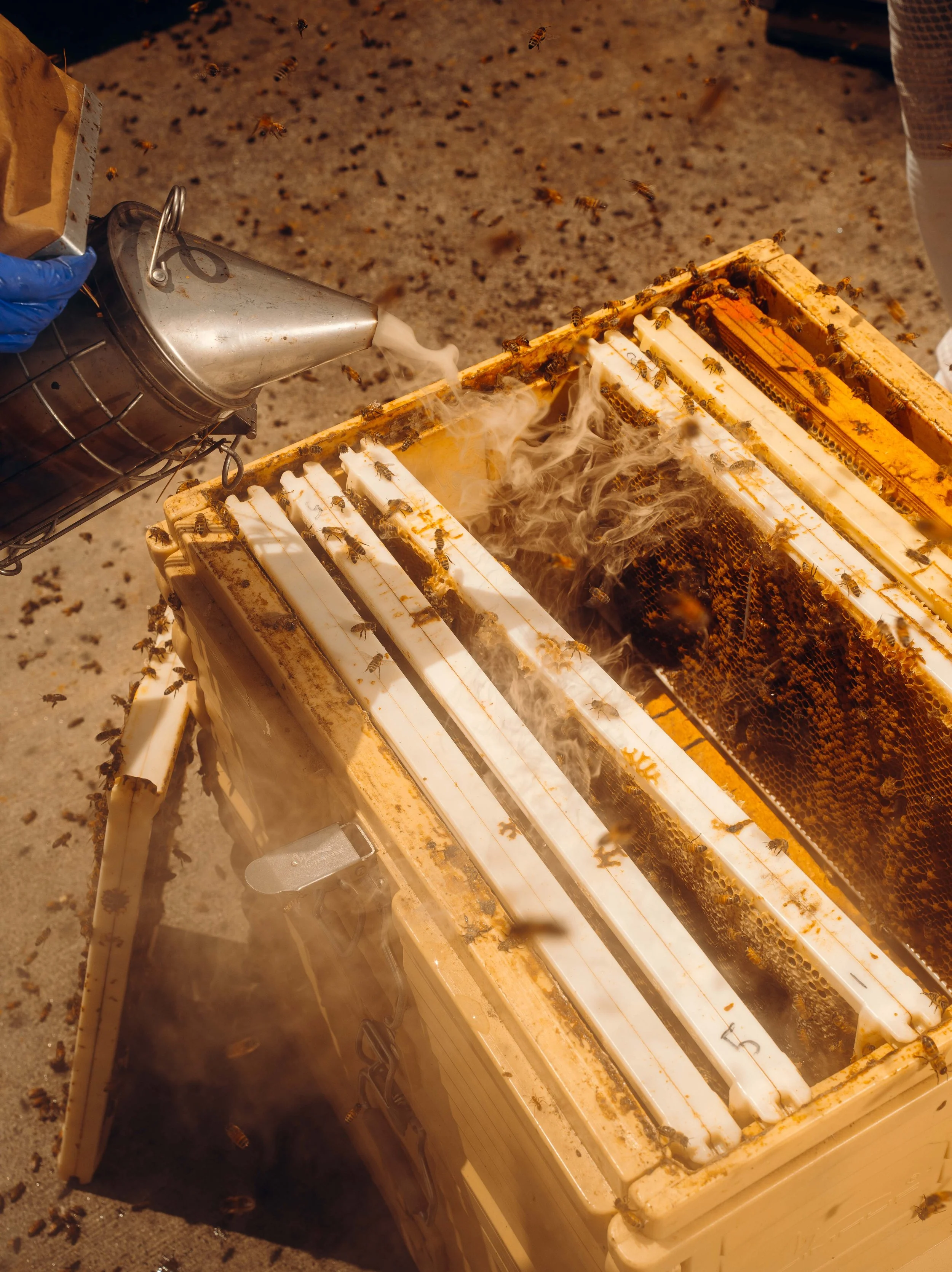 NYT_Bee_Veterinary_Program_UGA_21_WillCrooks.jpg