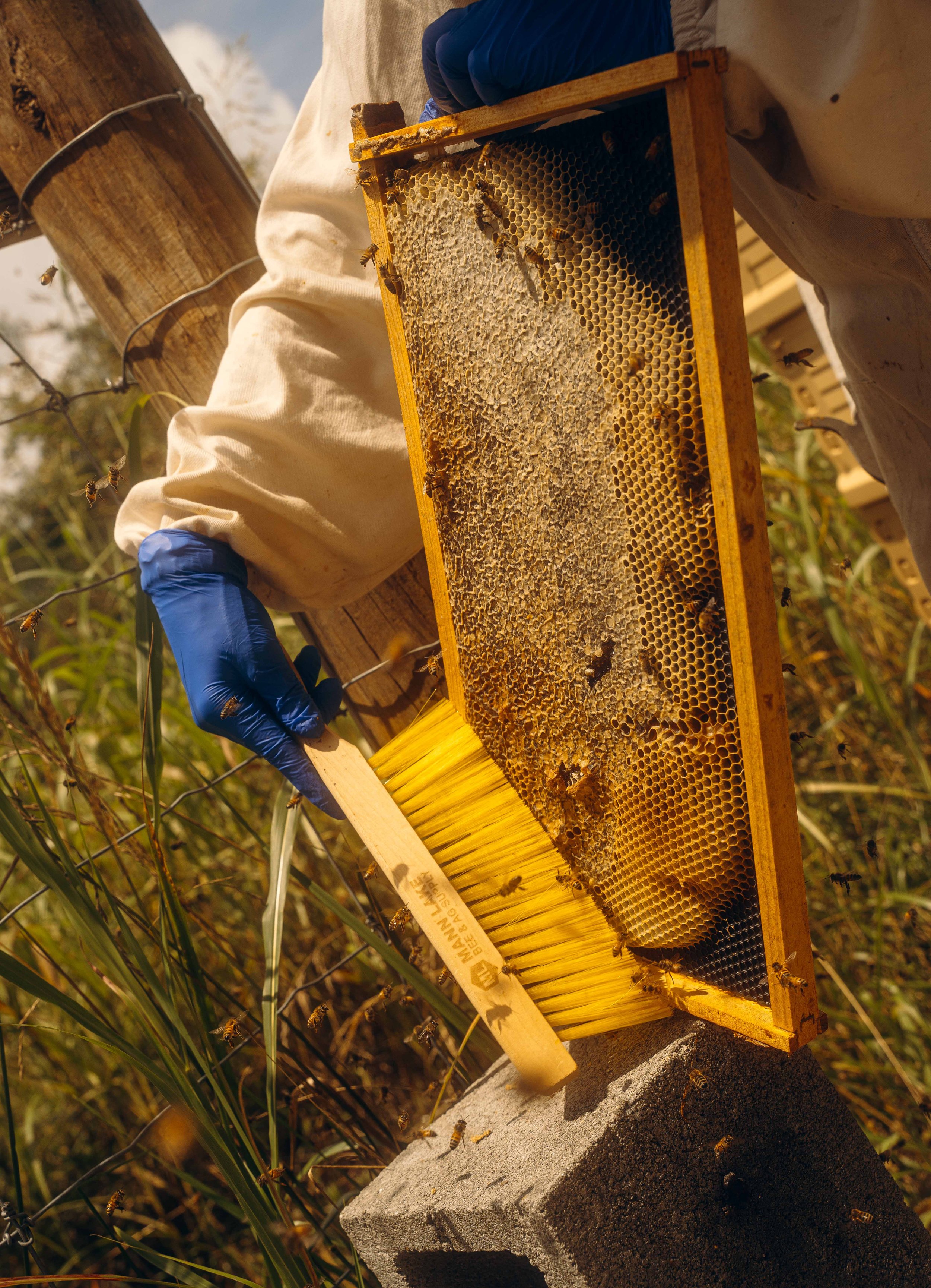 NYT_Bee_Veterinary_Program_UGA_25_WillCrooks.jpg