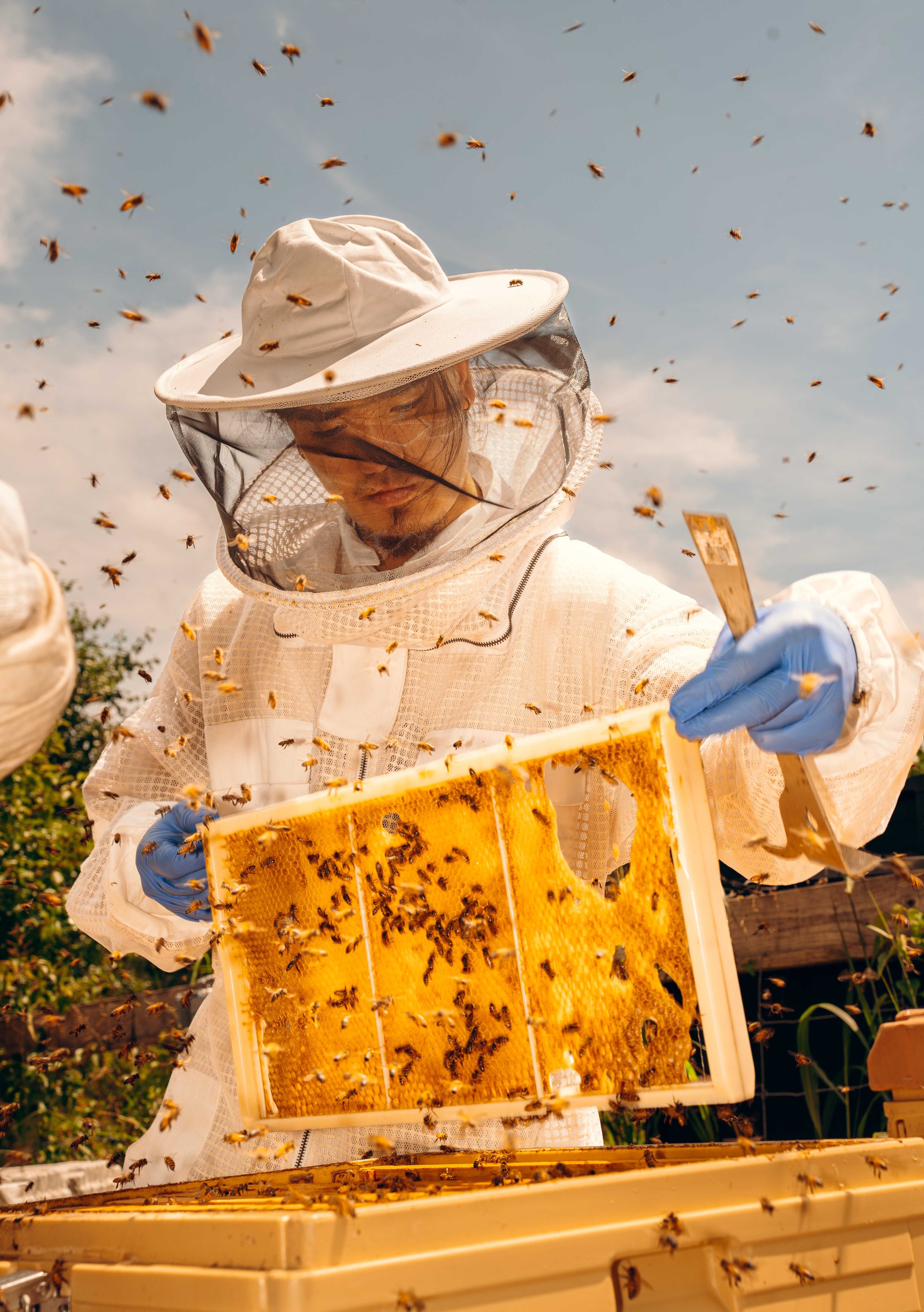 NYT_Bee_Veterinary_Program_UGA_44_WillCrooks.jpg