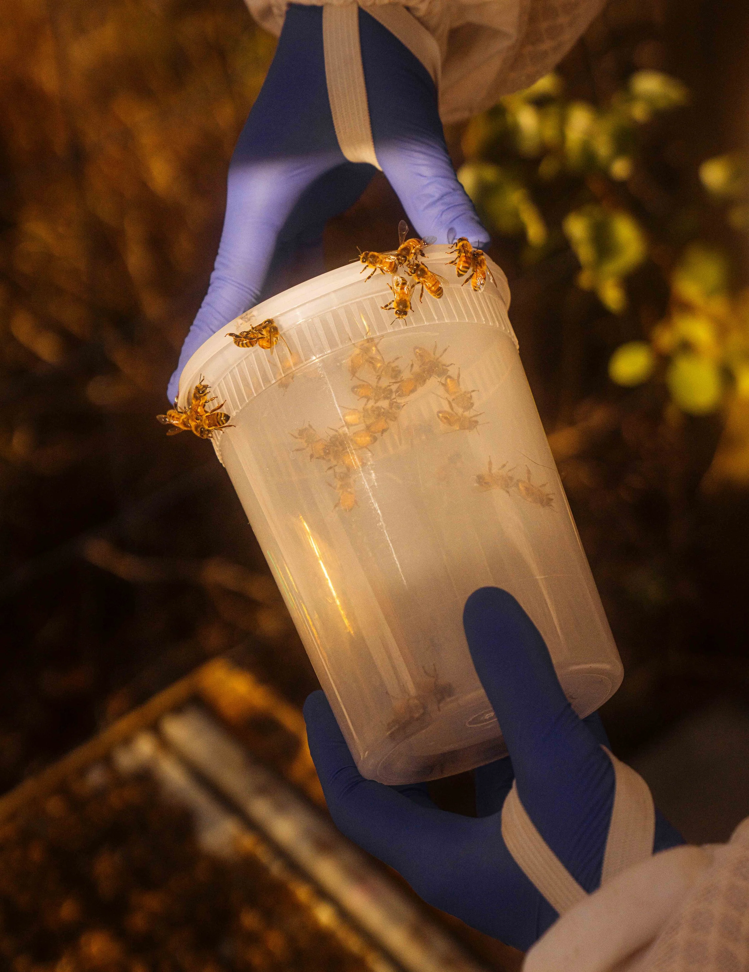 NYT_Bee_Veterinary_Program_UGA_7_WillCrooks.jpg