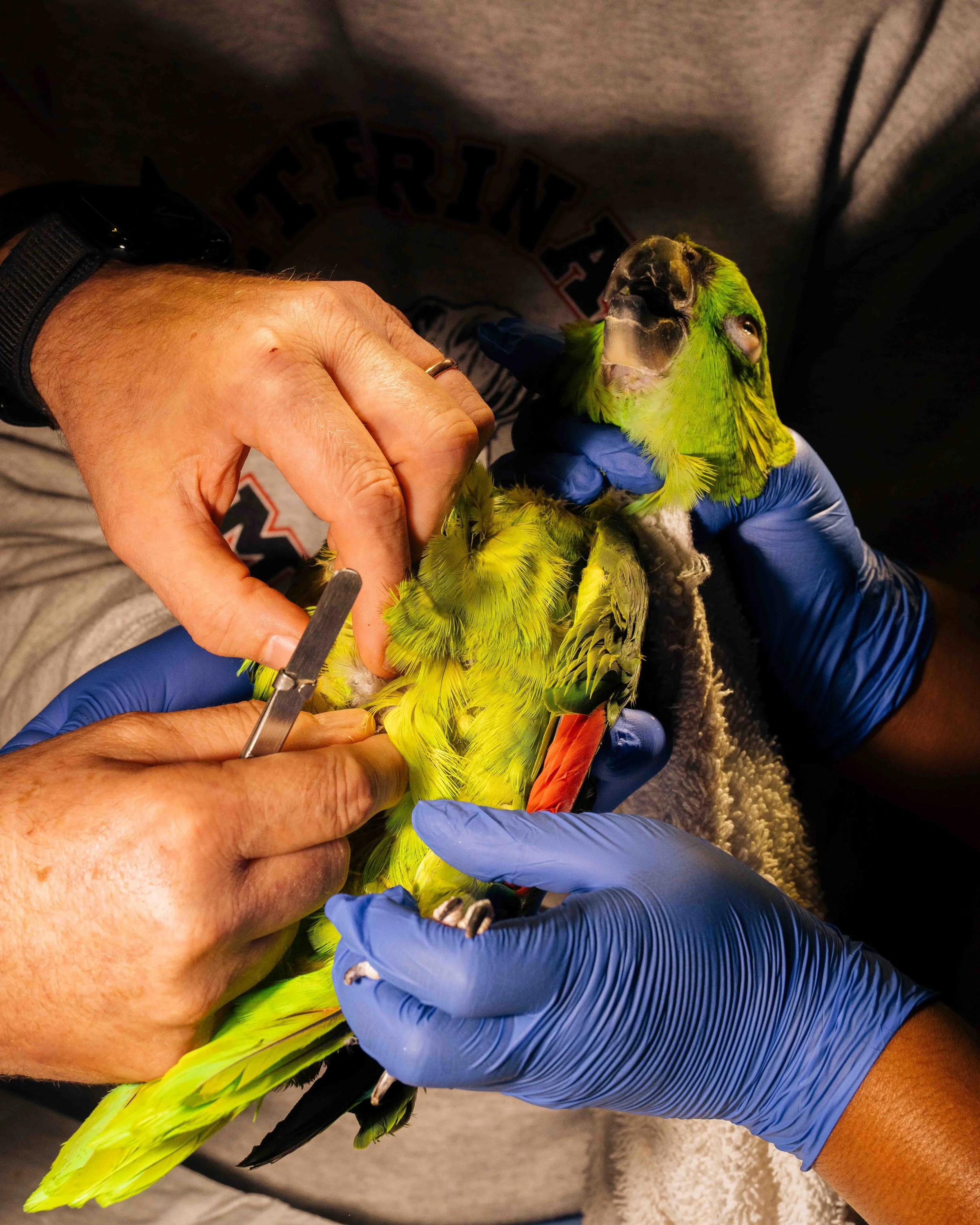 NYT_Bee_Veterinary_Program_UGA_13_WillCrooks.jpg