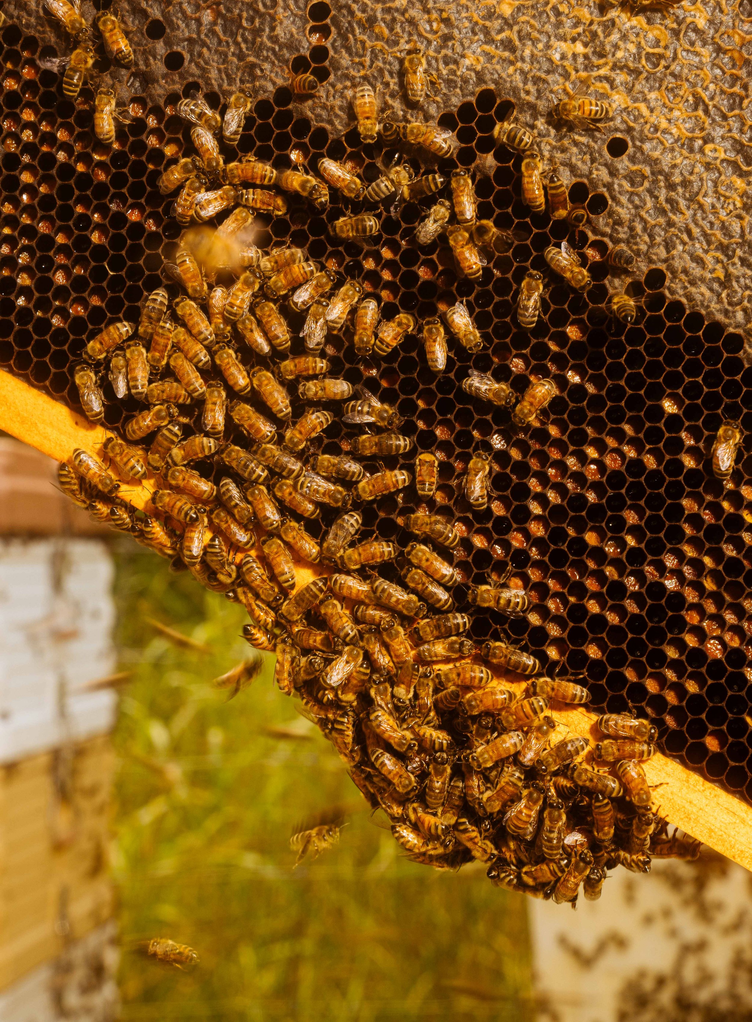 NYT_Bee_Veterinary_Program_UGA_20_WillCrooks.jpg